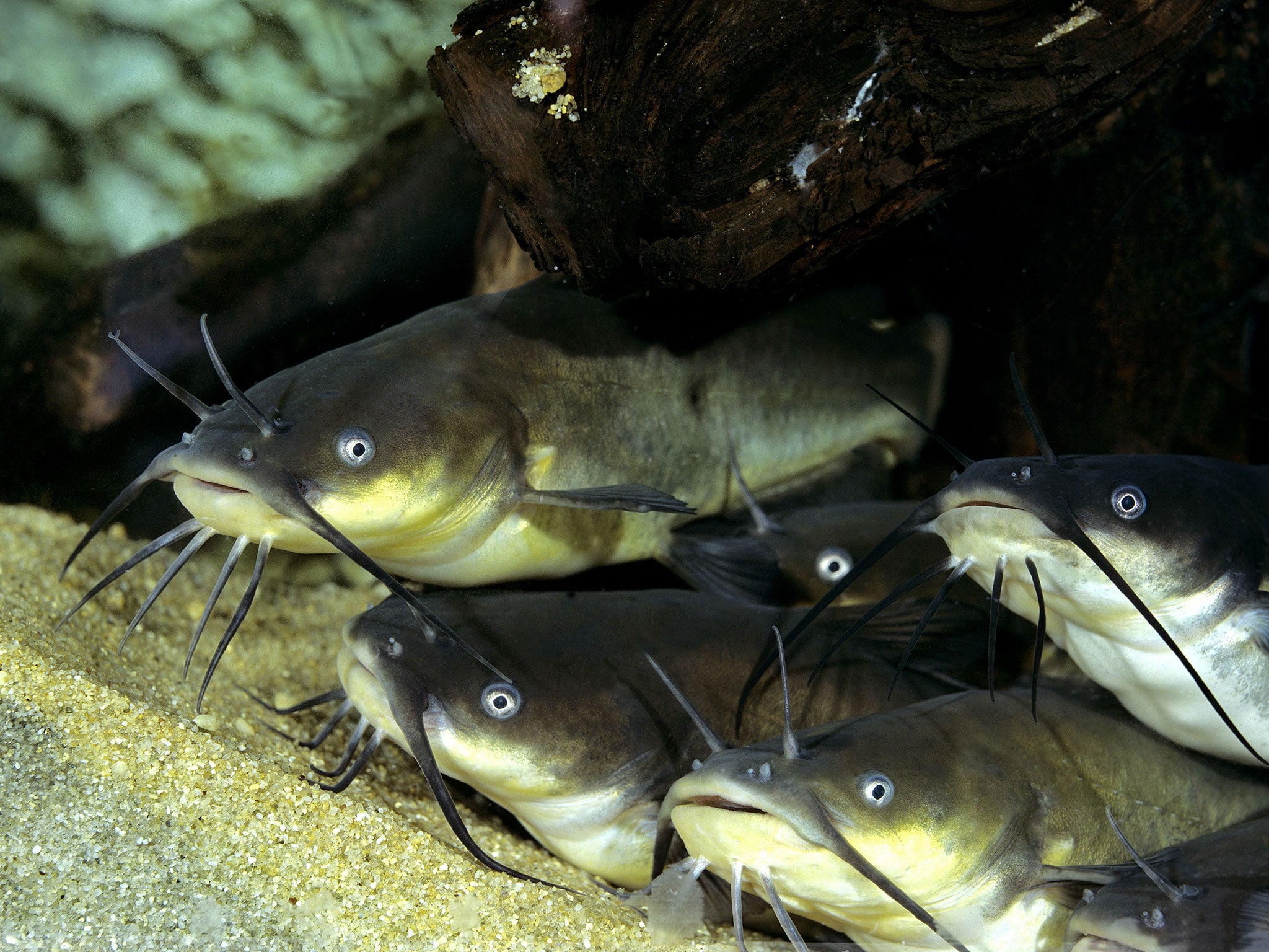 Not here yet: the black bullhead fish