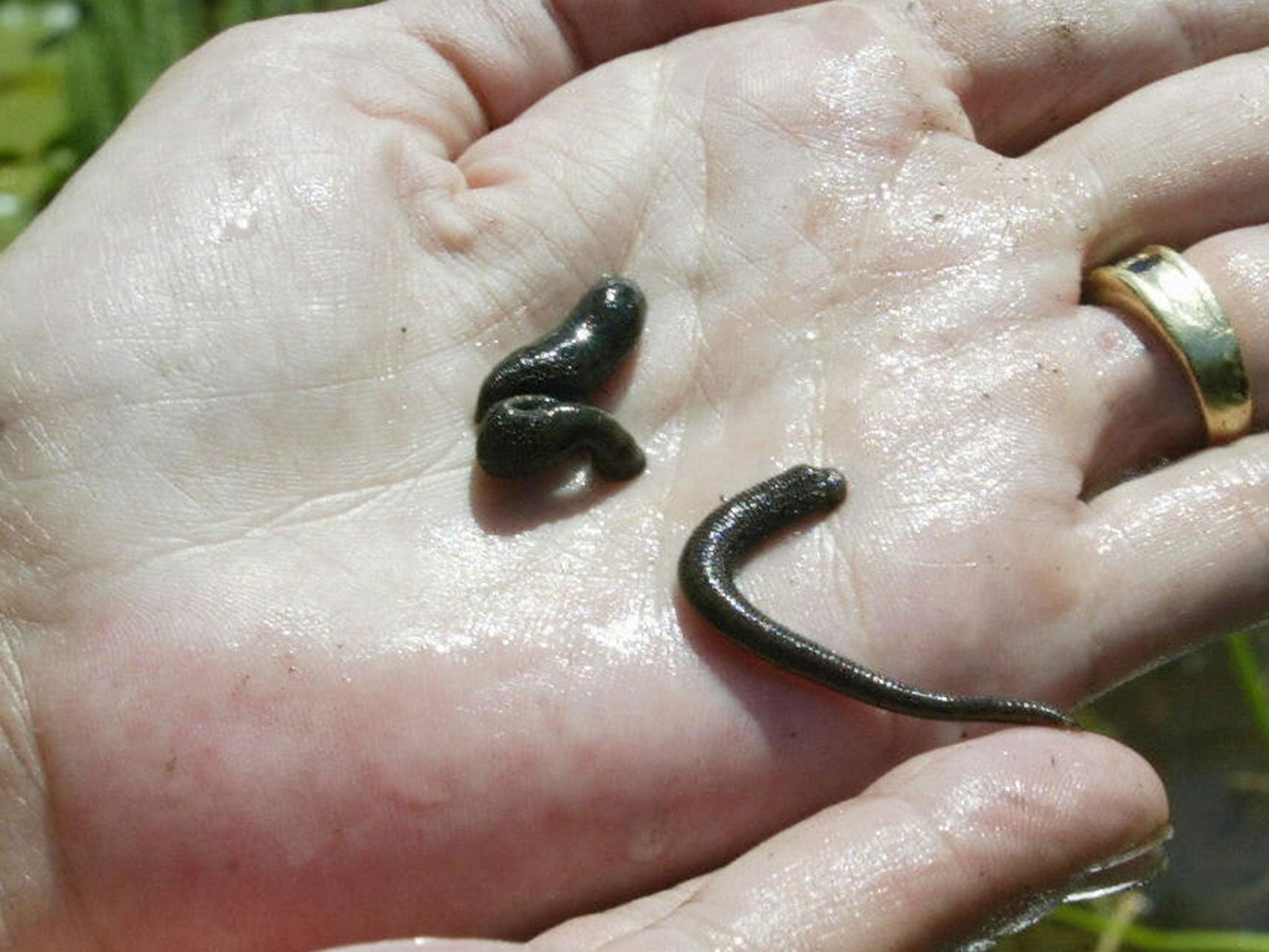 File: Leeches at a farm in Eysines, southwestern France