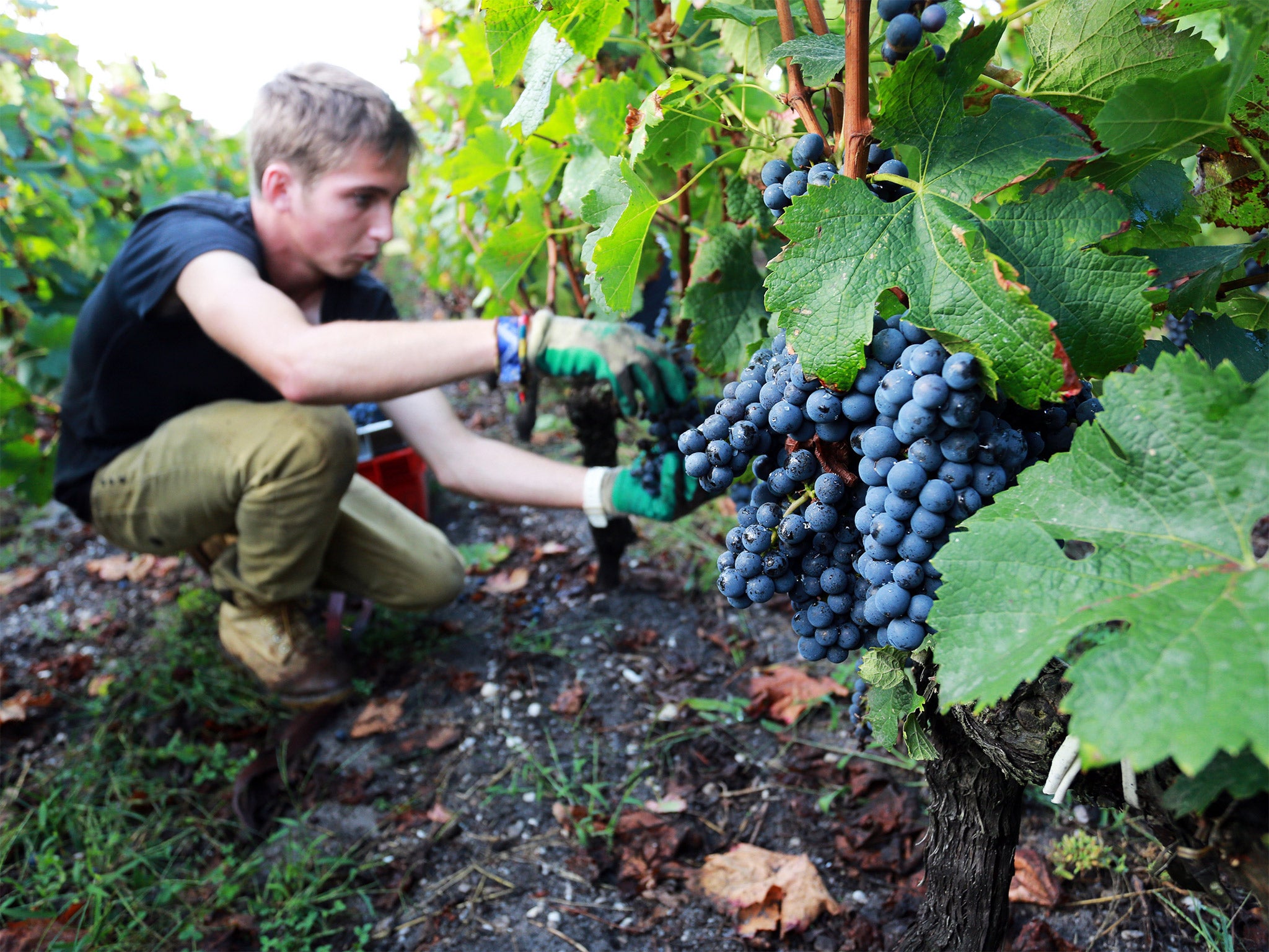 The vineyards of western France, including the Bordeaux region, are more susceptible to the fungi