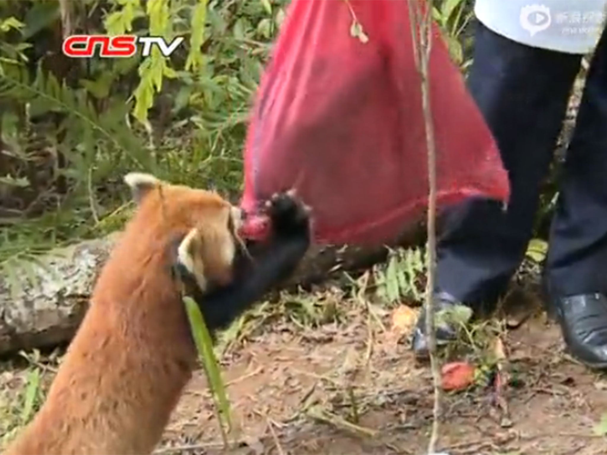 Keepers said Xiao Huang did not want them to take her dead sister Yuan Yuan away