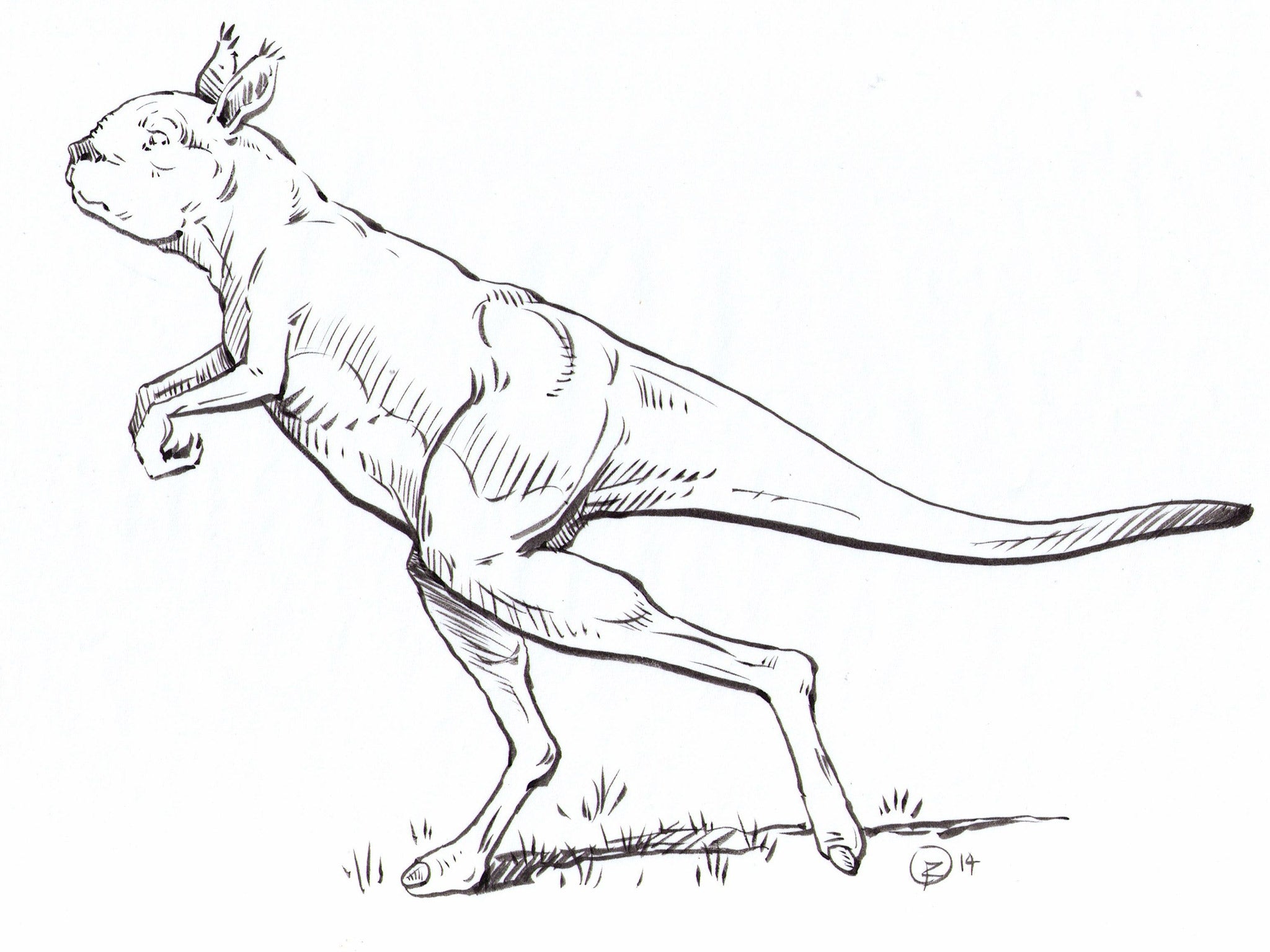 This extinct kangaroo weighed up to 240kg and walked, rather than hopped