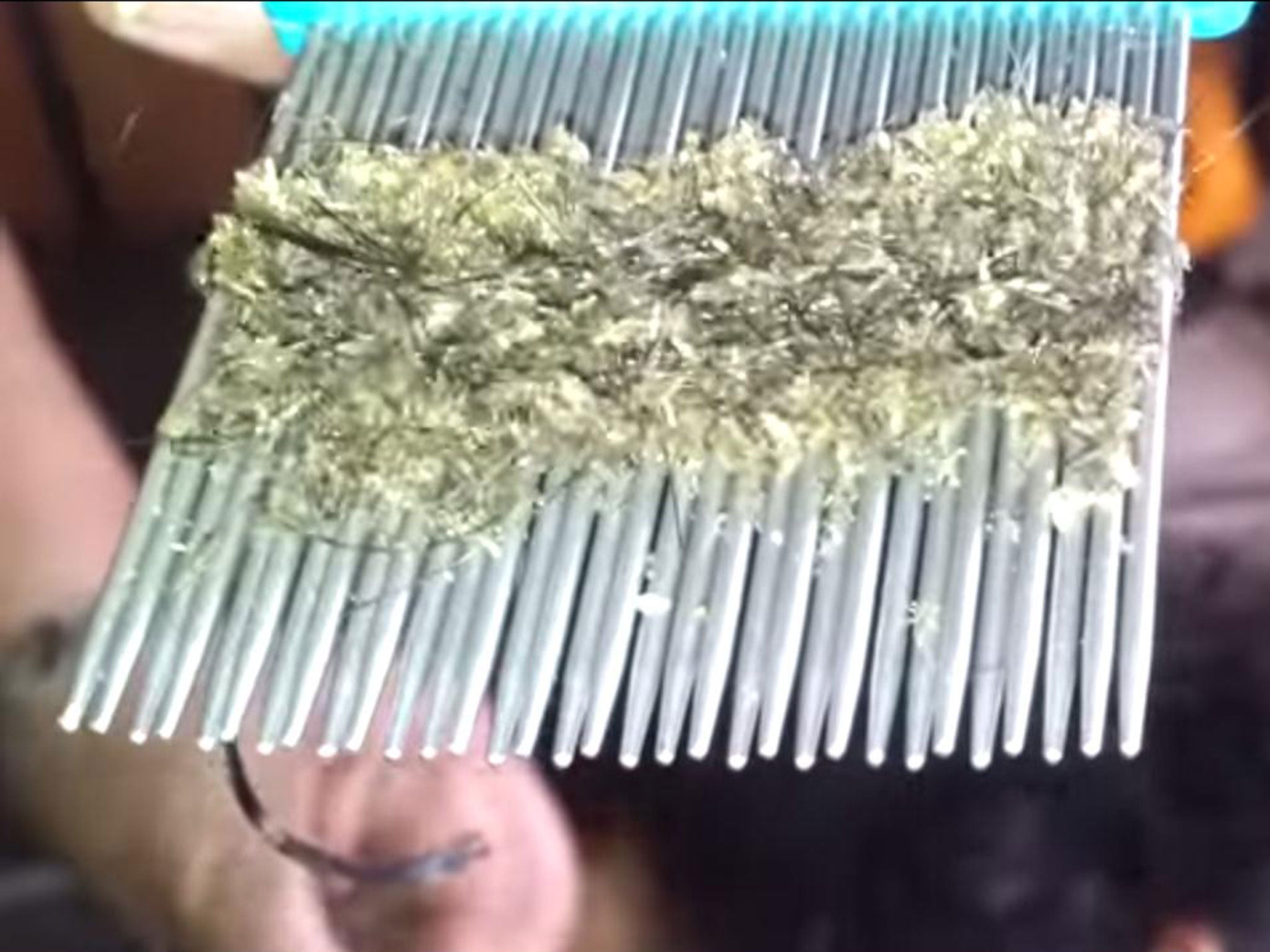 The head lice combed out of the child's hair