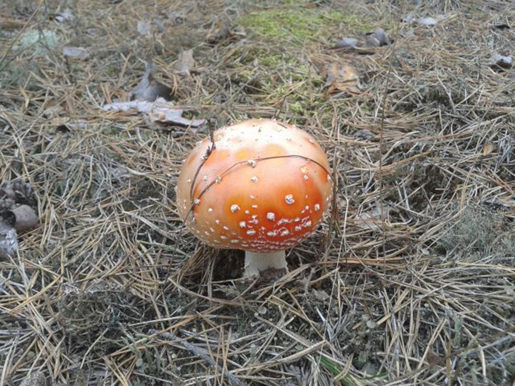 Mushrooms are the most radioactive form of life