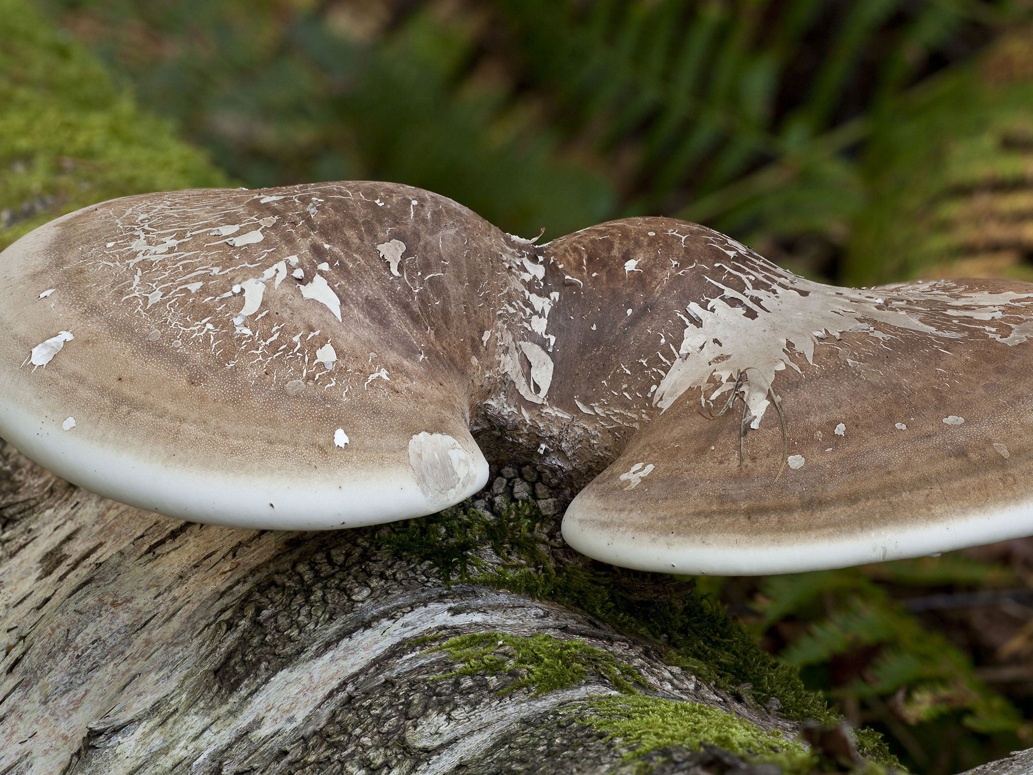 Birch Polypore (Piptoporus betulinus) fruiting body, growing on birch log, New Forest, Hampshire, England