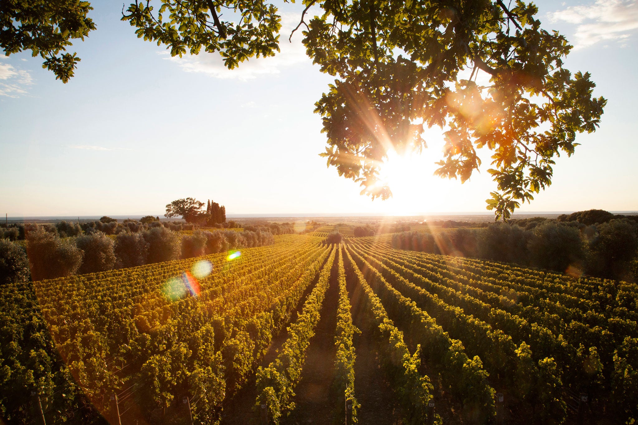 The vineyards of the 600-hectare Frescobaldi estate wind through a hillside outside Florence, their grapes, drenched in Tuscan sun, yielding some of Italy's finest red wine