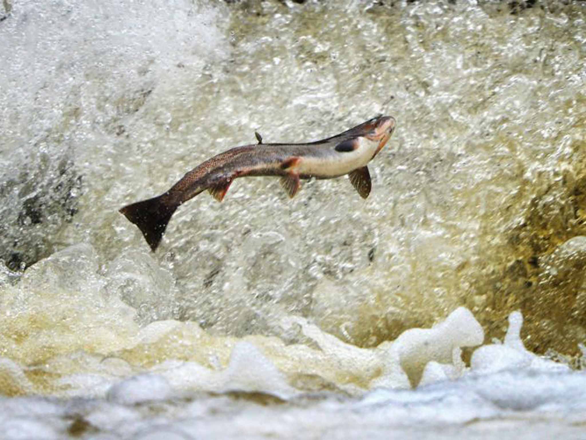 Giant leap: a salmon on a mission to spawn