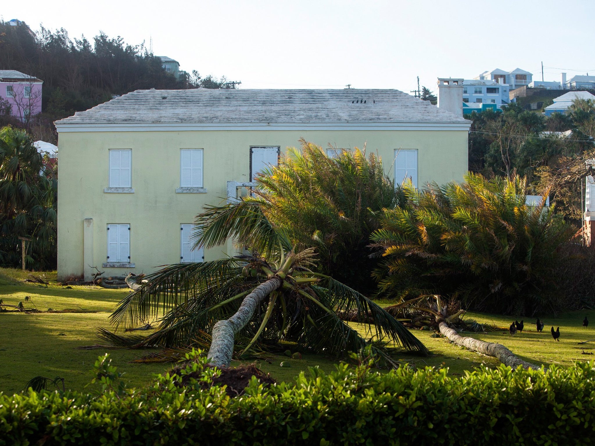 Palm trees lie on a lawn after Hurricane Gonzalo passed through in Sandys Parish, western Bermuda