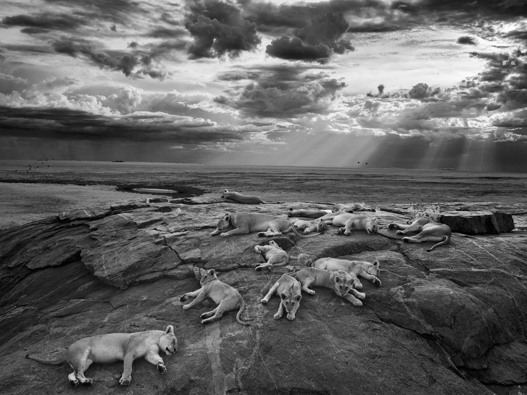 The last great picture - Winner 'Black and White' and overall 'Wildlife Photographer of the Year'