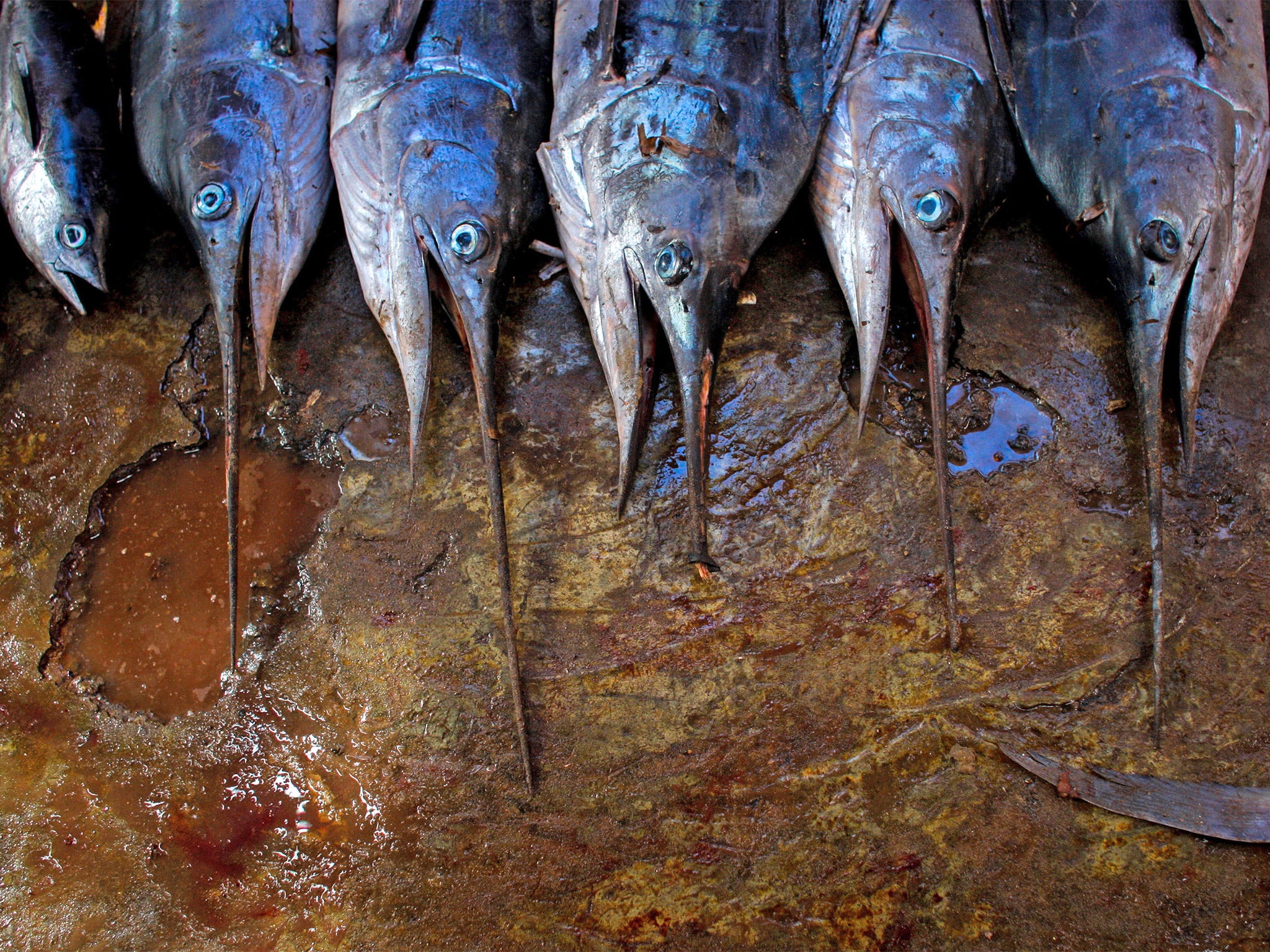 The men catch swordfish and ahi tuna destined for top US restaurants and supermarkets