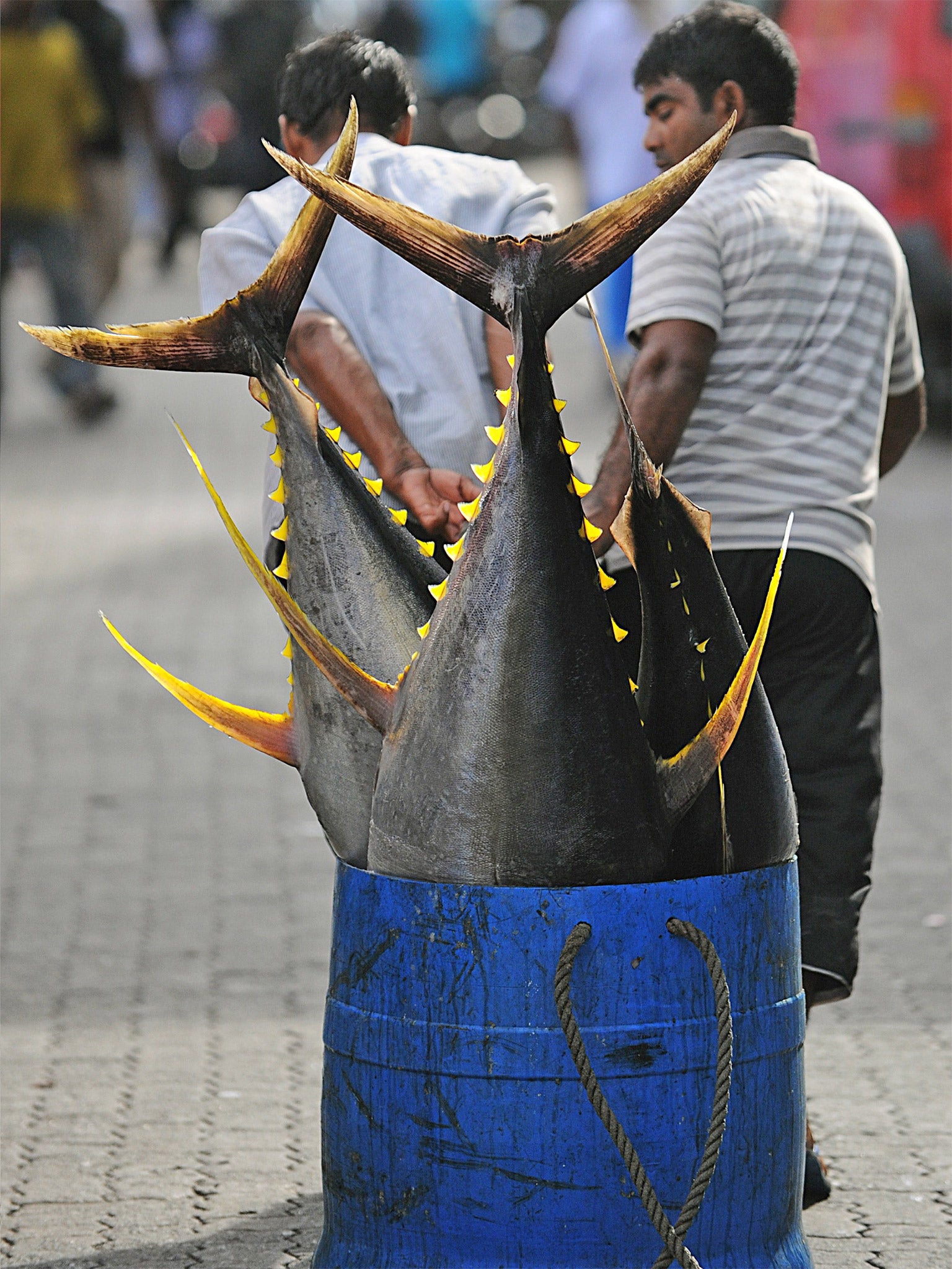 Maldivian fishermans pull yellow fin tunas towards the fish market in Male (Getty)