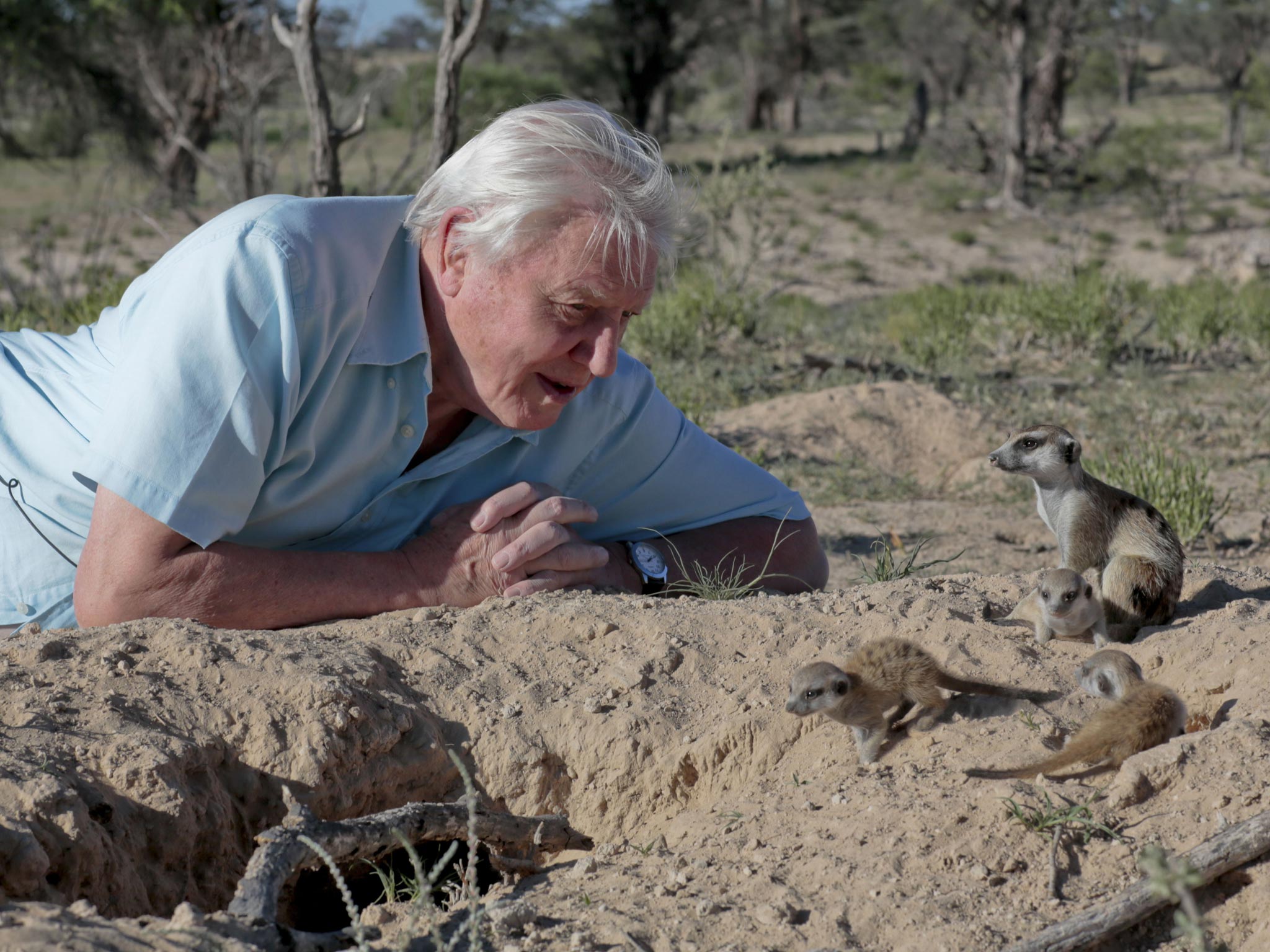 Creature comforts: David Attenborough makes friends with meerkats