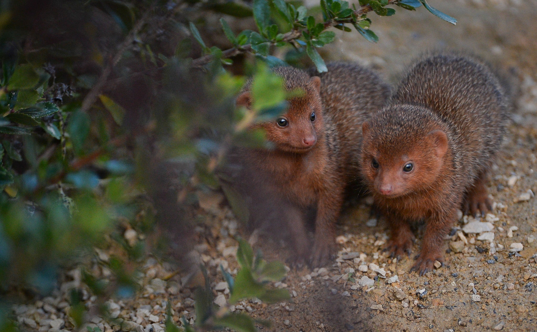 The two babies - the smallest of all the African carnivores - have taken their first steps.