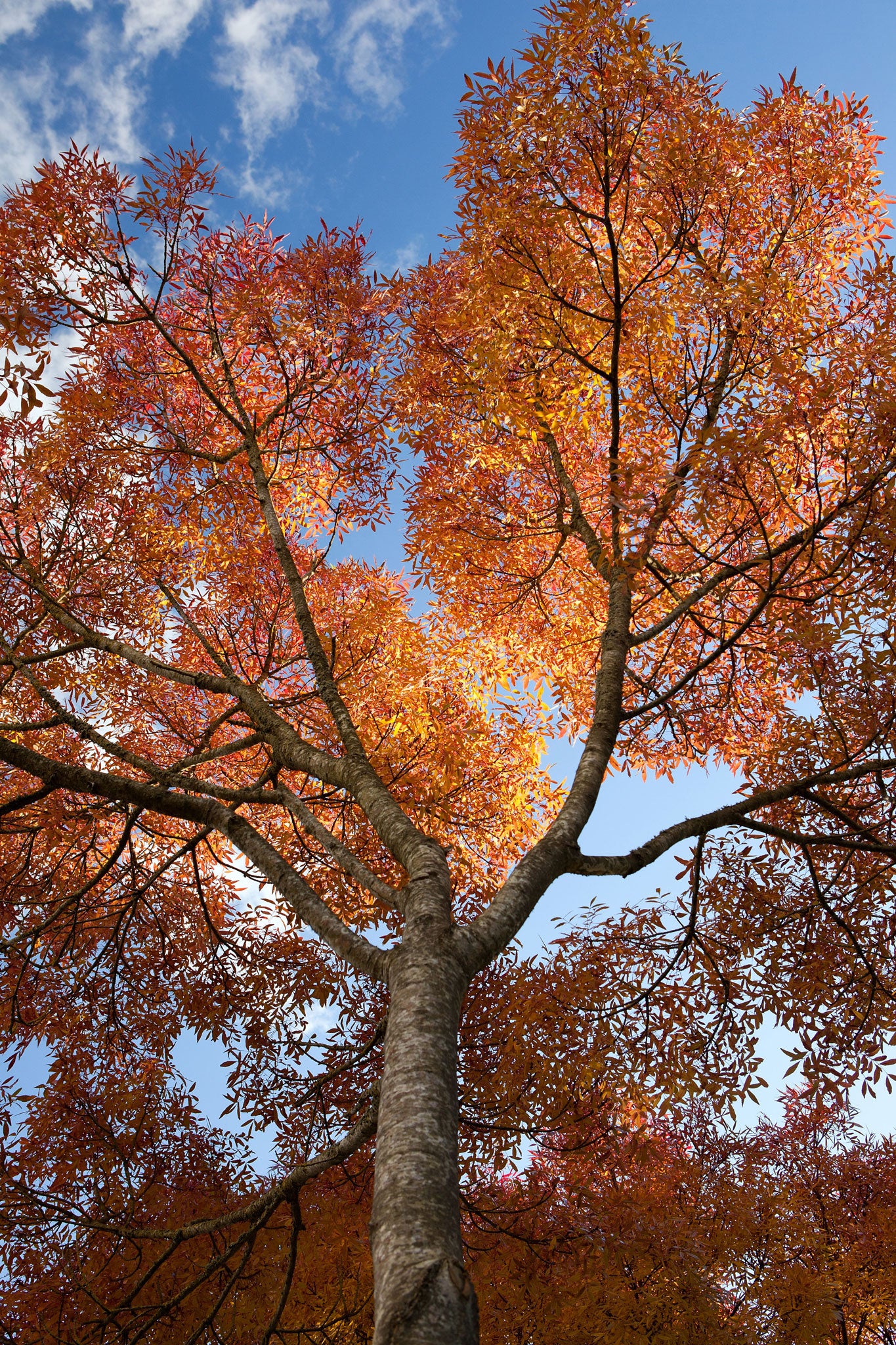 Ash trees seem to be everywhere: made visible, labelled, almost, by that blushing colour