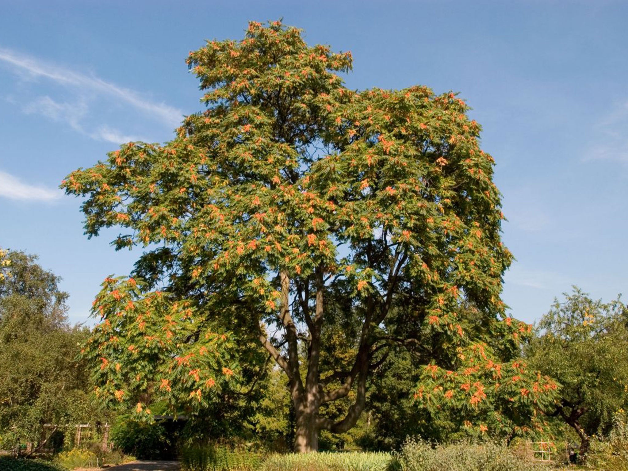 Ailanthus altissima has been dubbed the “tree of heaven” for its eagerness to reach up to the sky