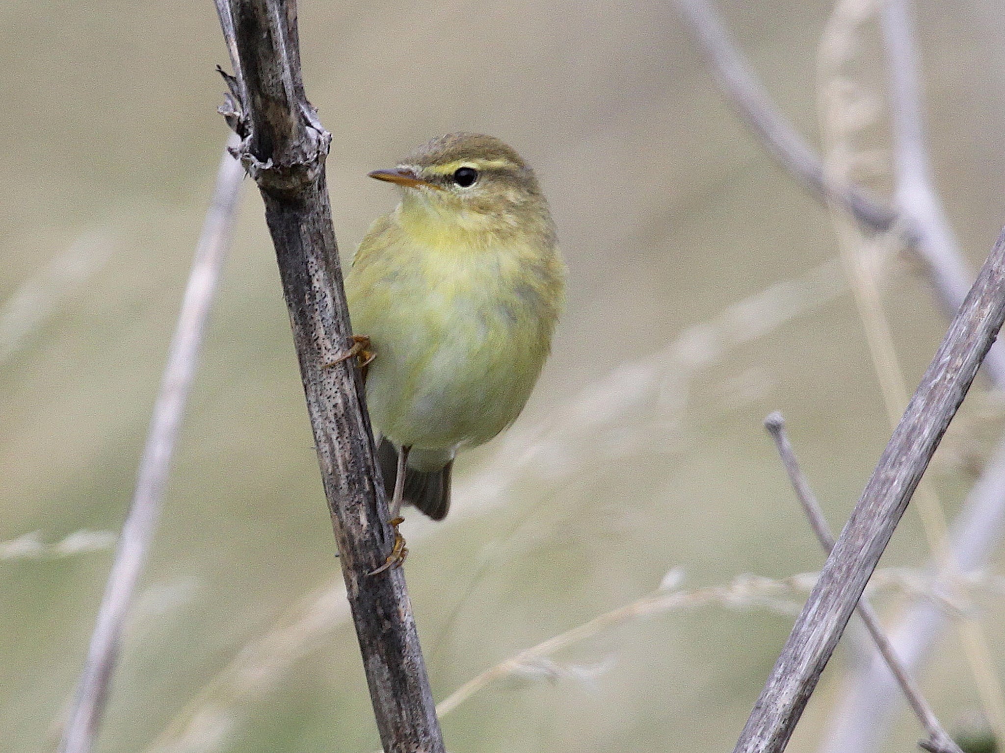 Willow Warbler (Juv)