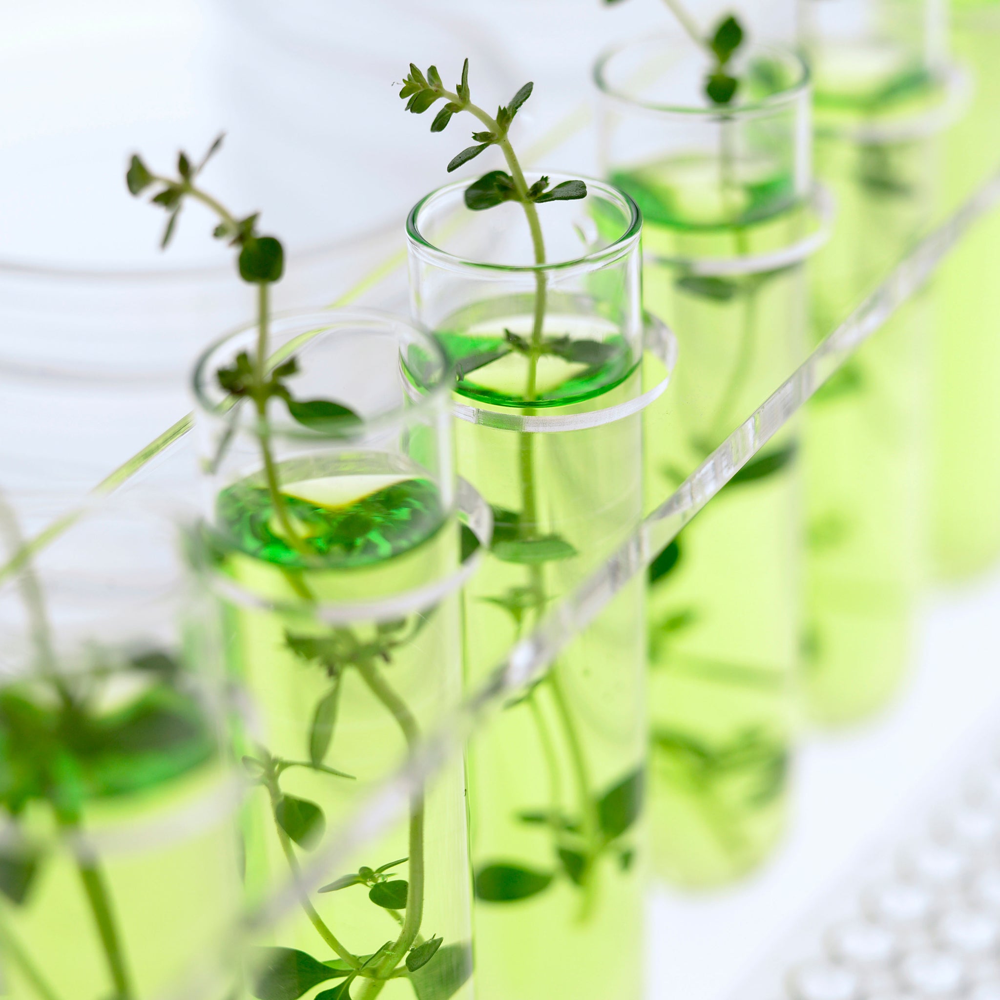 Seedlings growing in test tubes