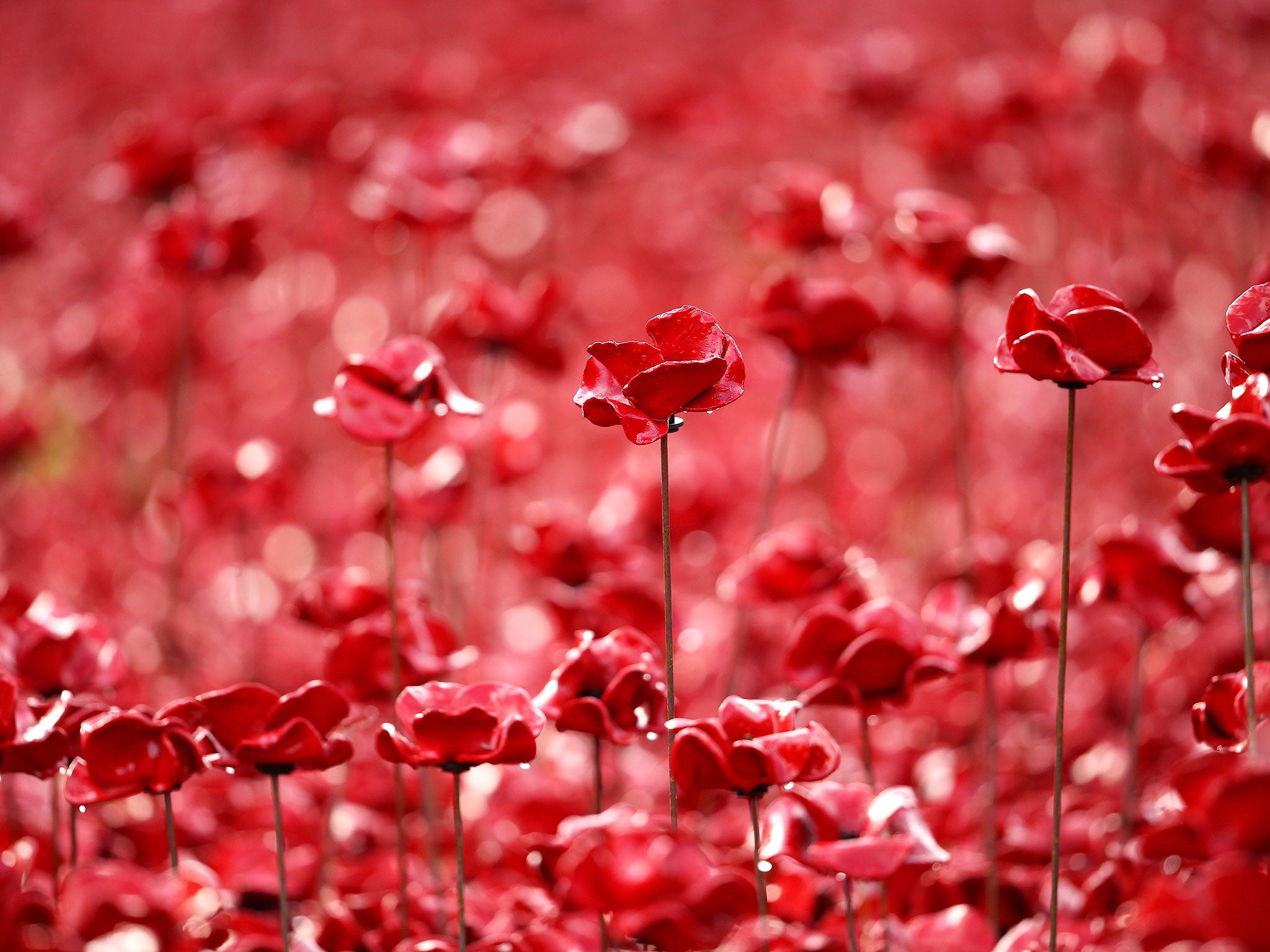 The ceramic poppies