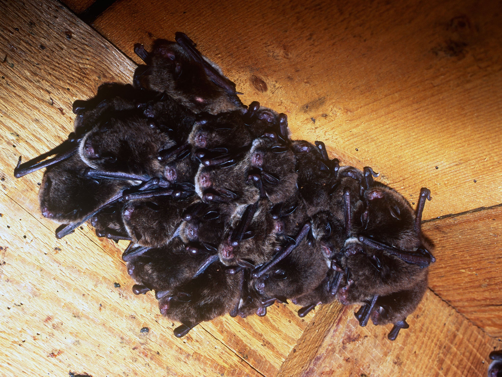 Daubenton’s bats do not congregate in mixed sex groups