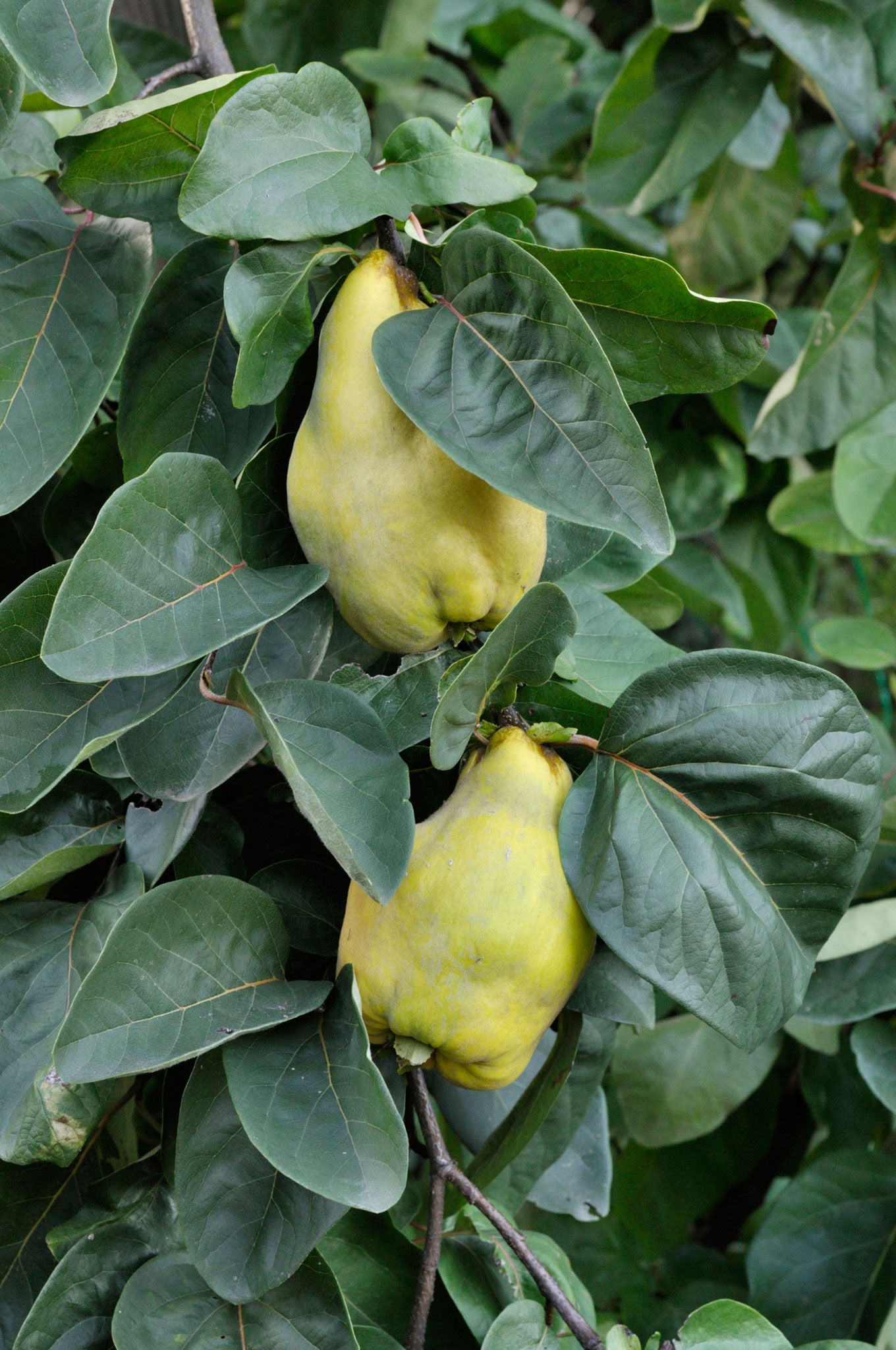 Don't give a quince the chop based on its raw flavour