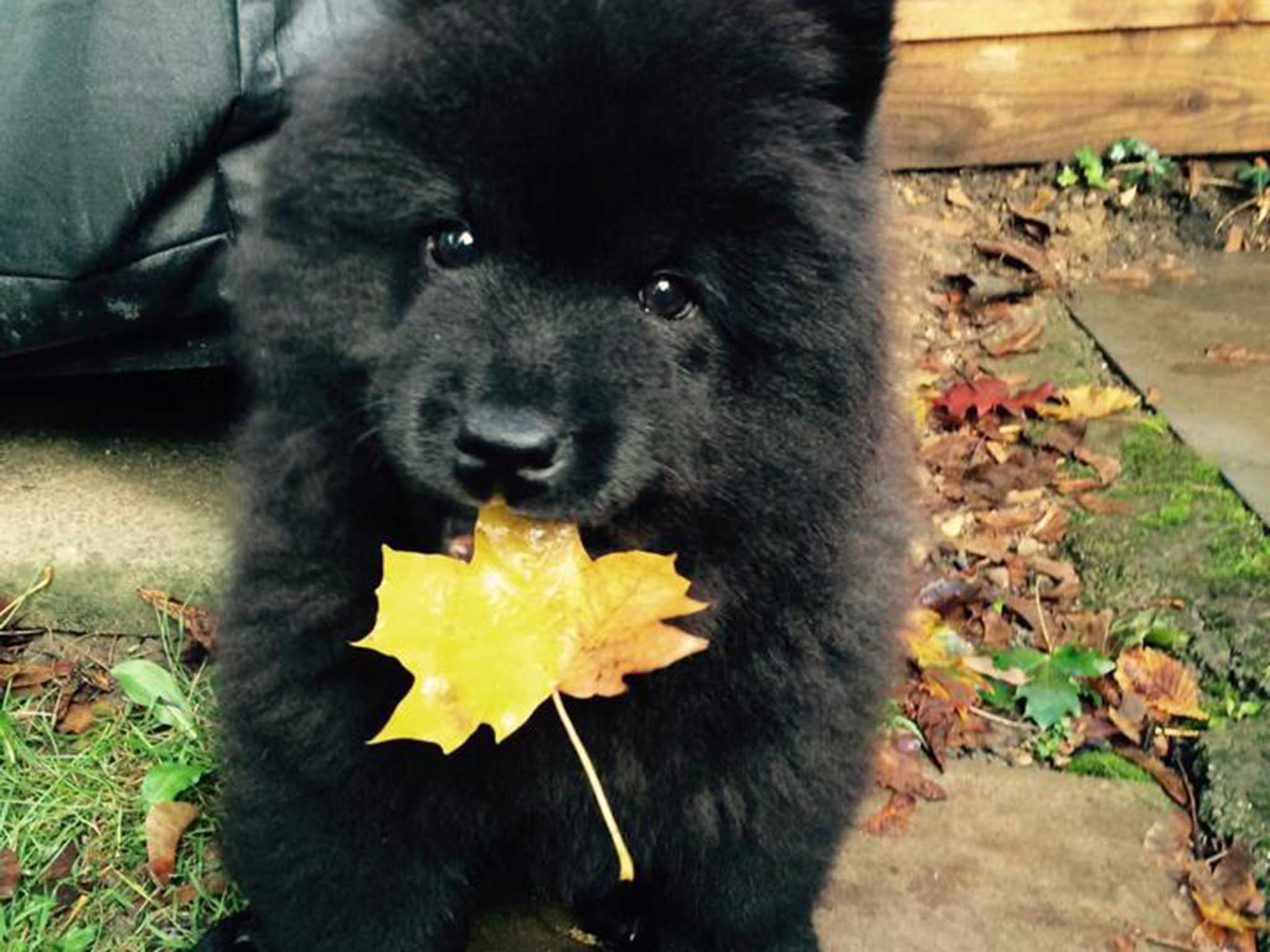 Misiu the Chow Chow puppy