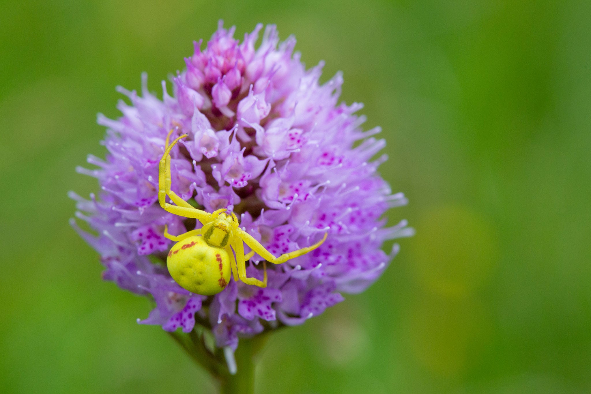 A goldenrod crab spider