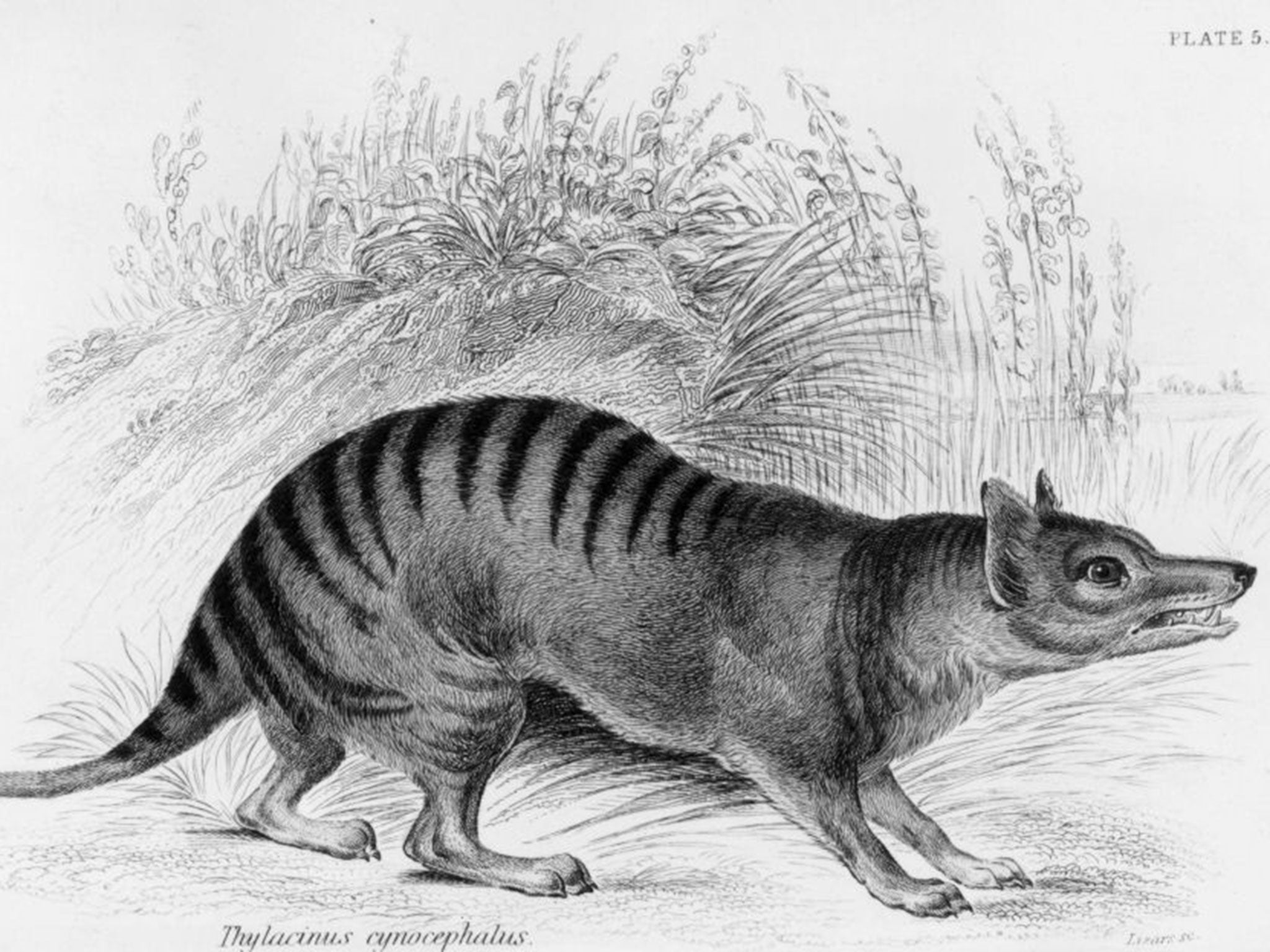 The ziggurat-like edifice would have portraits of extinct animals such as the Tasmanian tiger