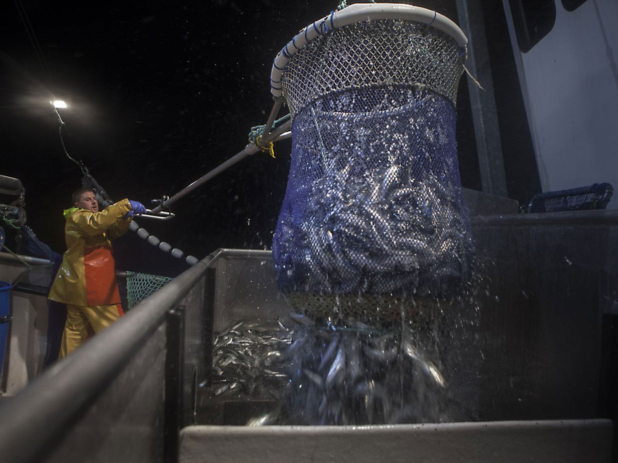 This season is the seventh year Peter Bullock has fished for sardines, and he has often brought in as much as 20 tonnes of fish a night