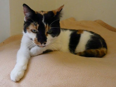 Rosie, one of the cats at the Westgate Ark centre