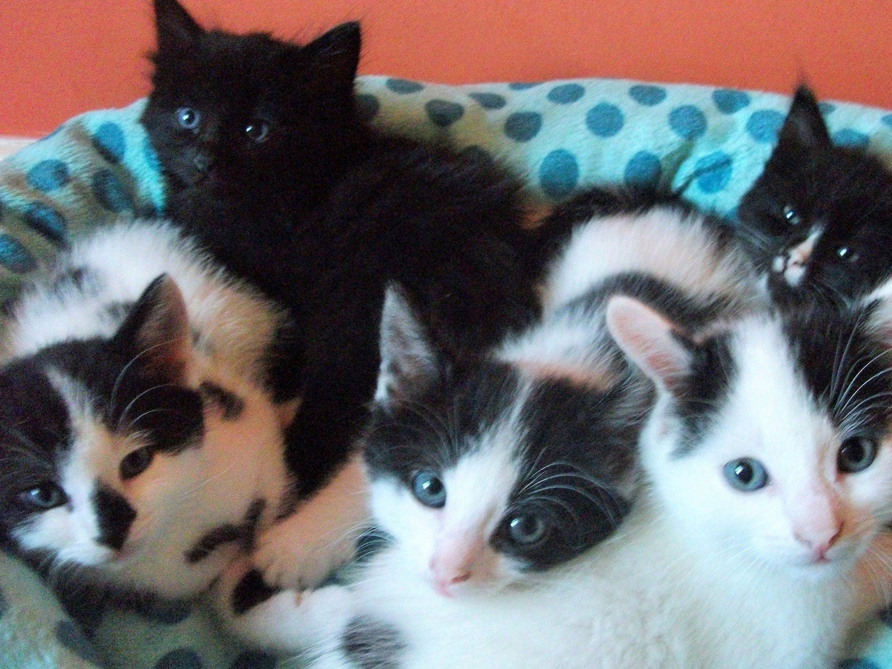 Kittens that have been looked after by the Westgate Ark centre