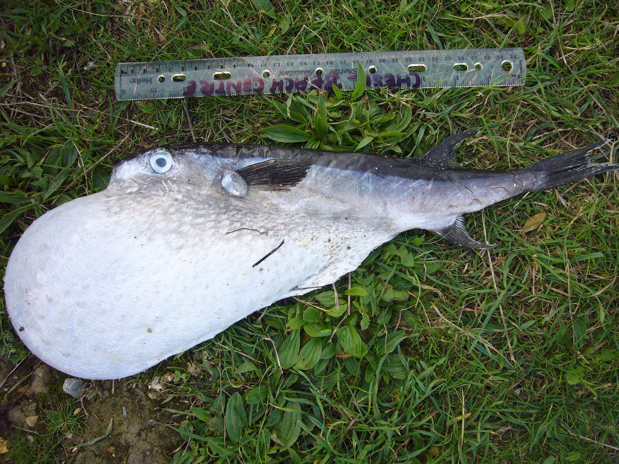 The poisonous Oceanic pufferfish on Chesil Beach in Dorset (Marc Smith, Dorset Wildlife Trust)