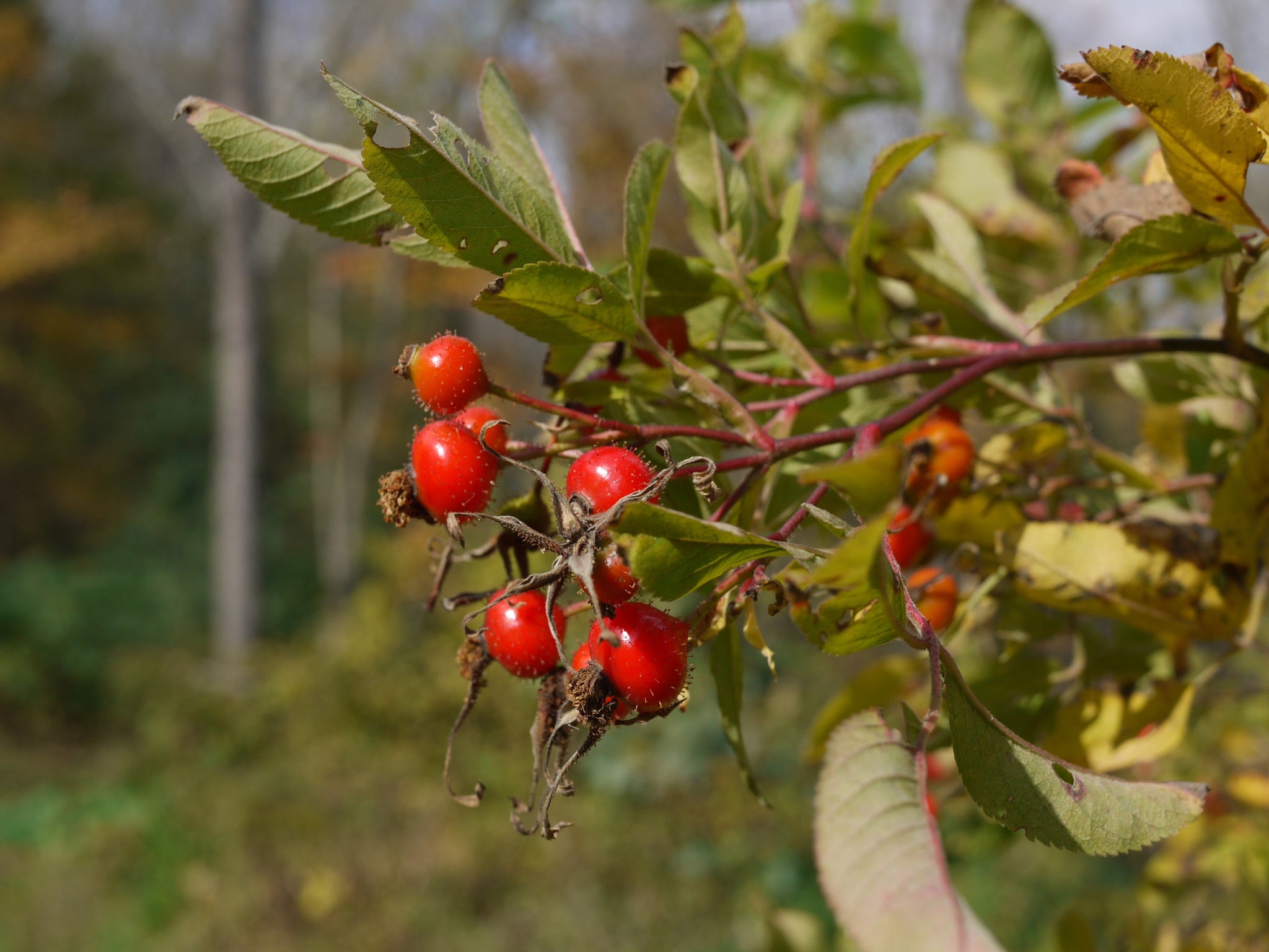 The fruit of the rose plant has been used by children for generations to make an itching powder, which is extracted from the fine hairs inside the hip. Don’t let that put you off though – you can blend dried berries with hibiscus to make a delicious herba