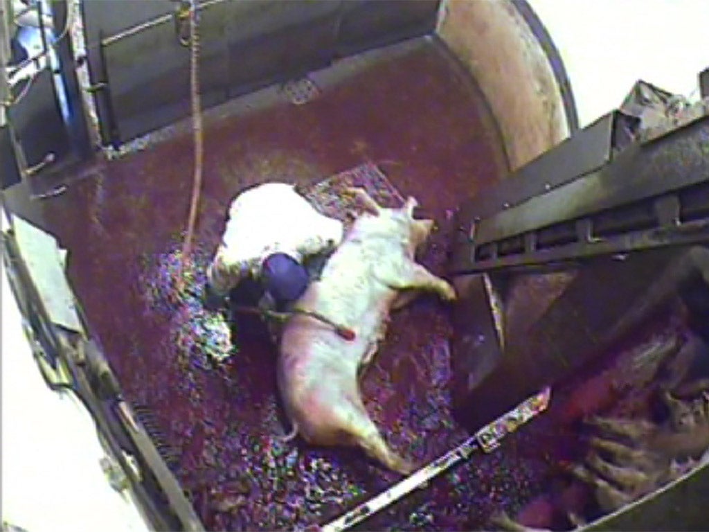 Animal Aid have used CCTV in slaughterhouses to expose cruelty