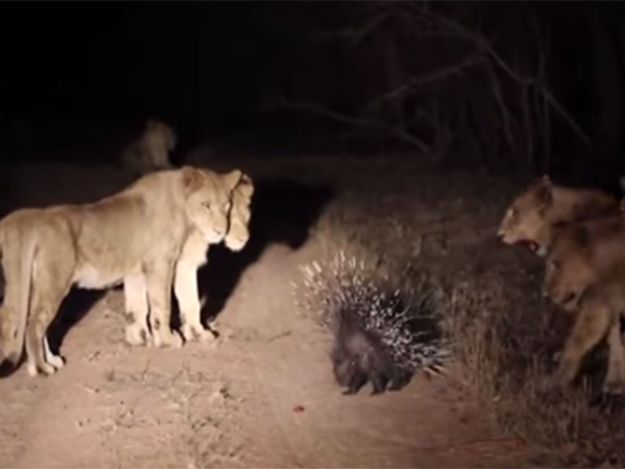 The porcupine used his quills to deter the pride of 17