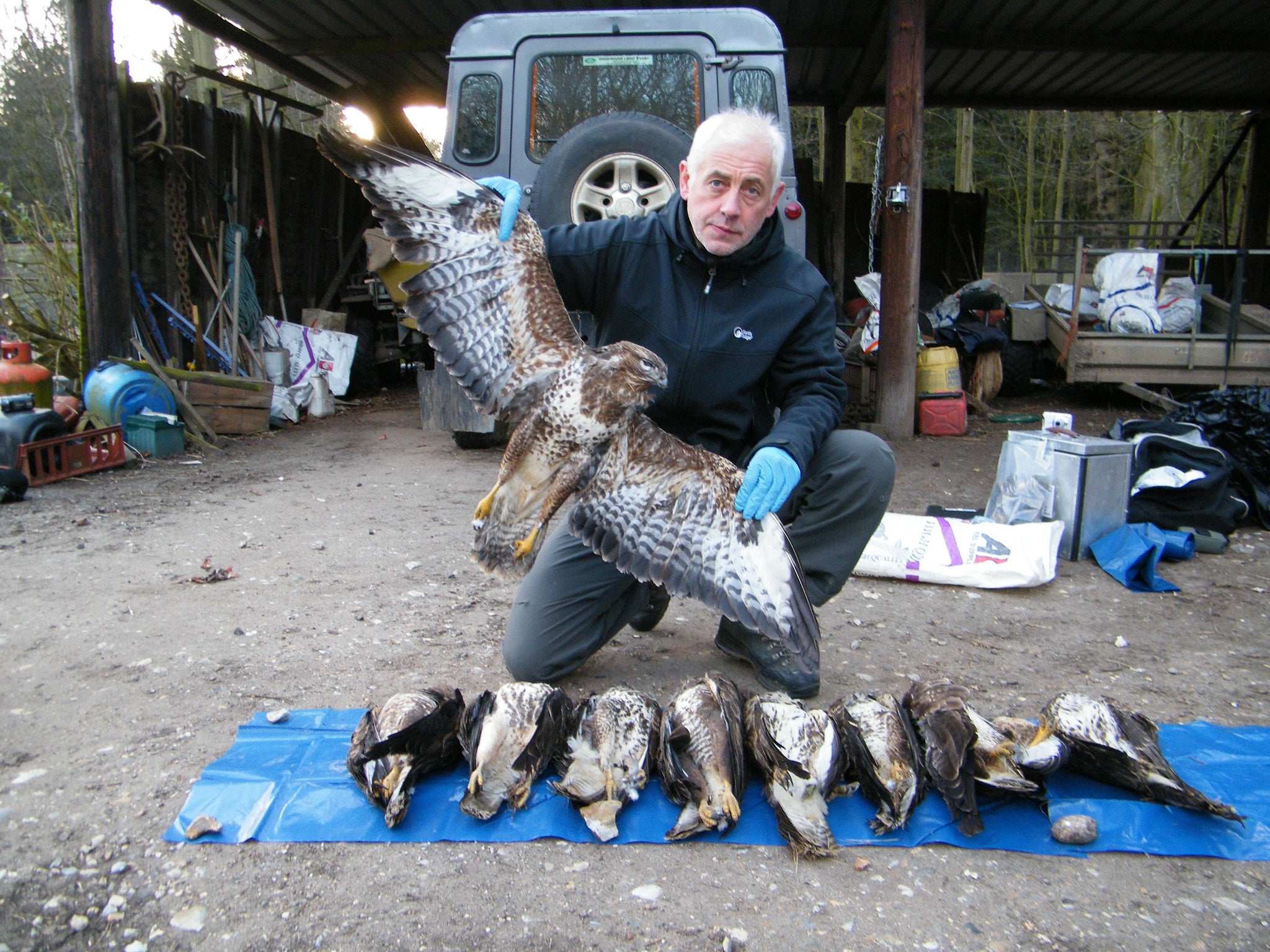 An RSPB investigator with nine poisoned buzzards from of a total of 11 birds killed in
Norfolk