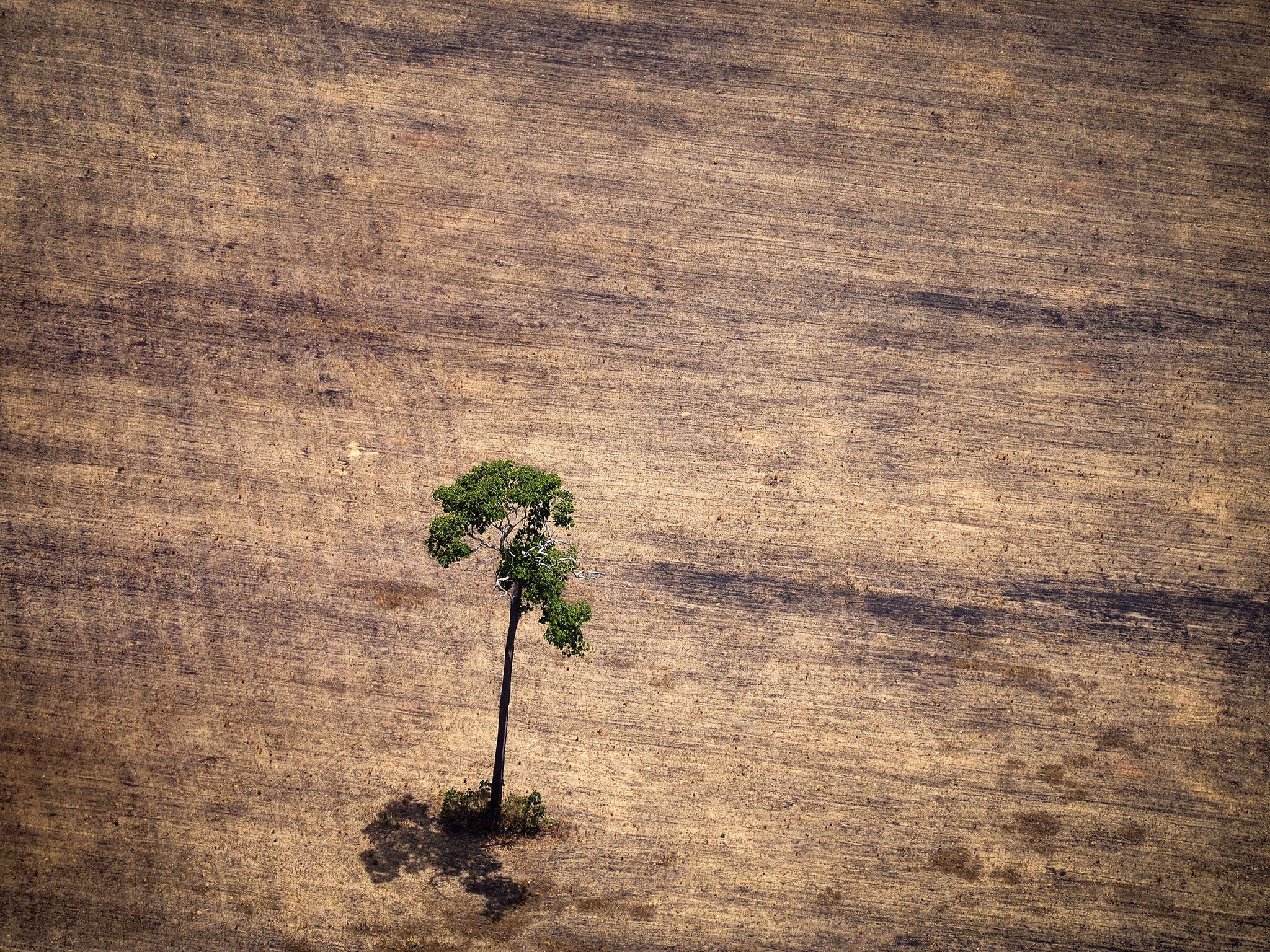 ‘It is clear this has the potential to be a major carbon catastrophe’