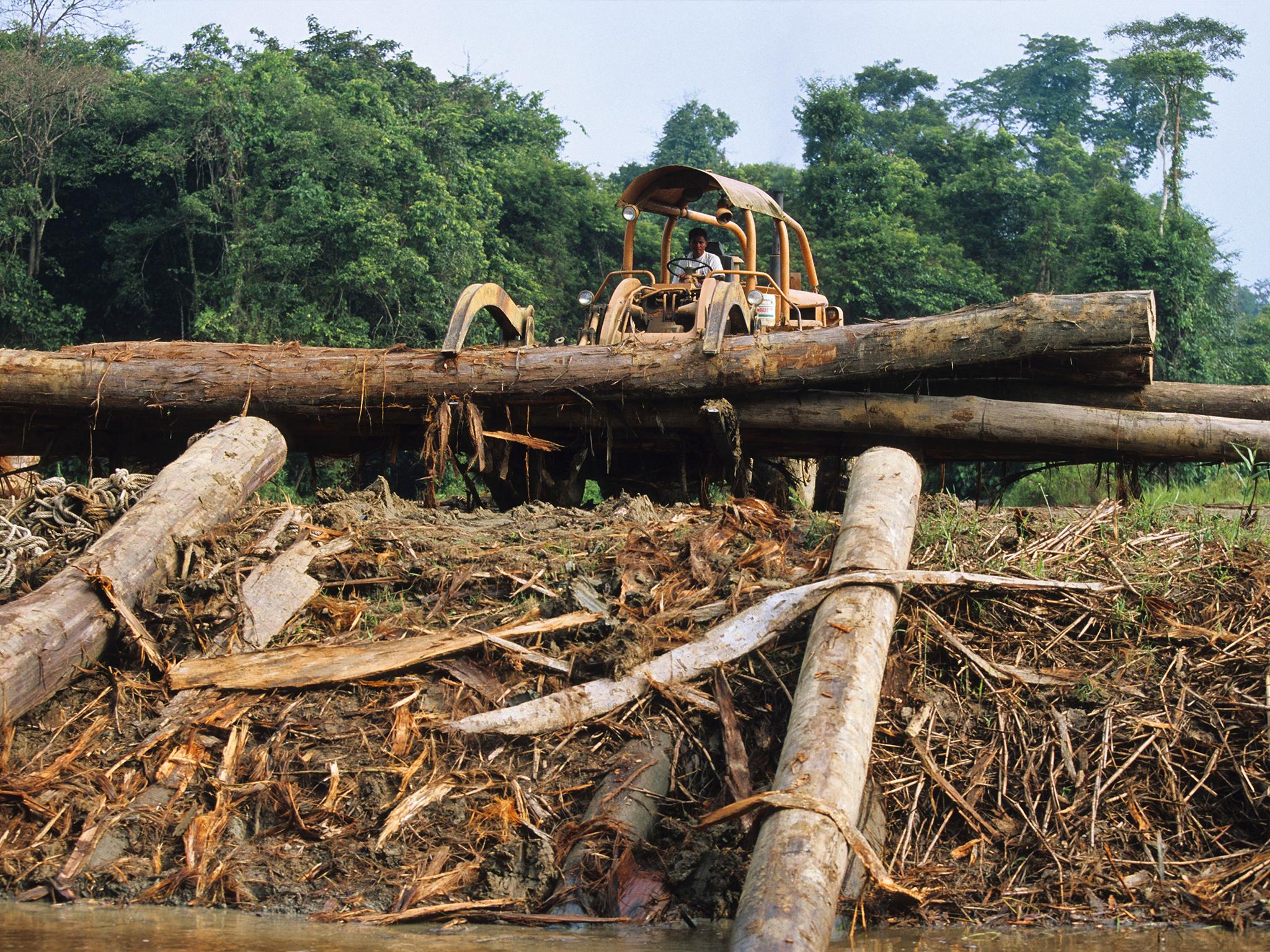 A timber worker marks logs in preparation for legal export