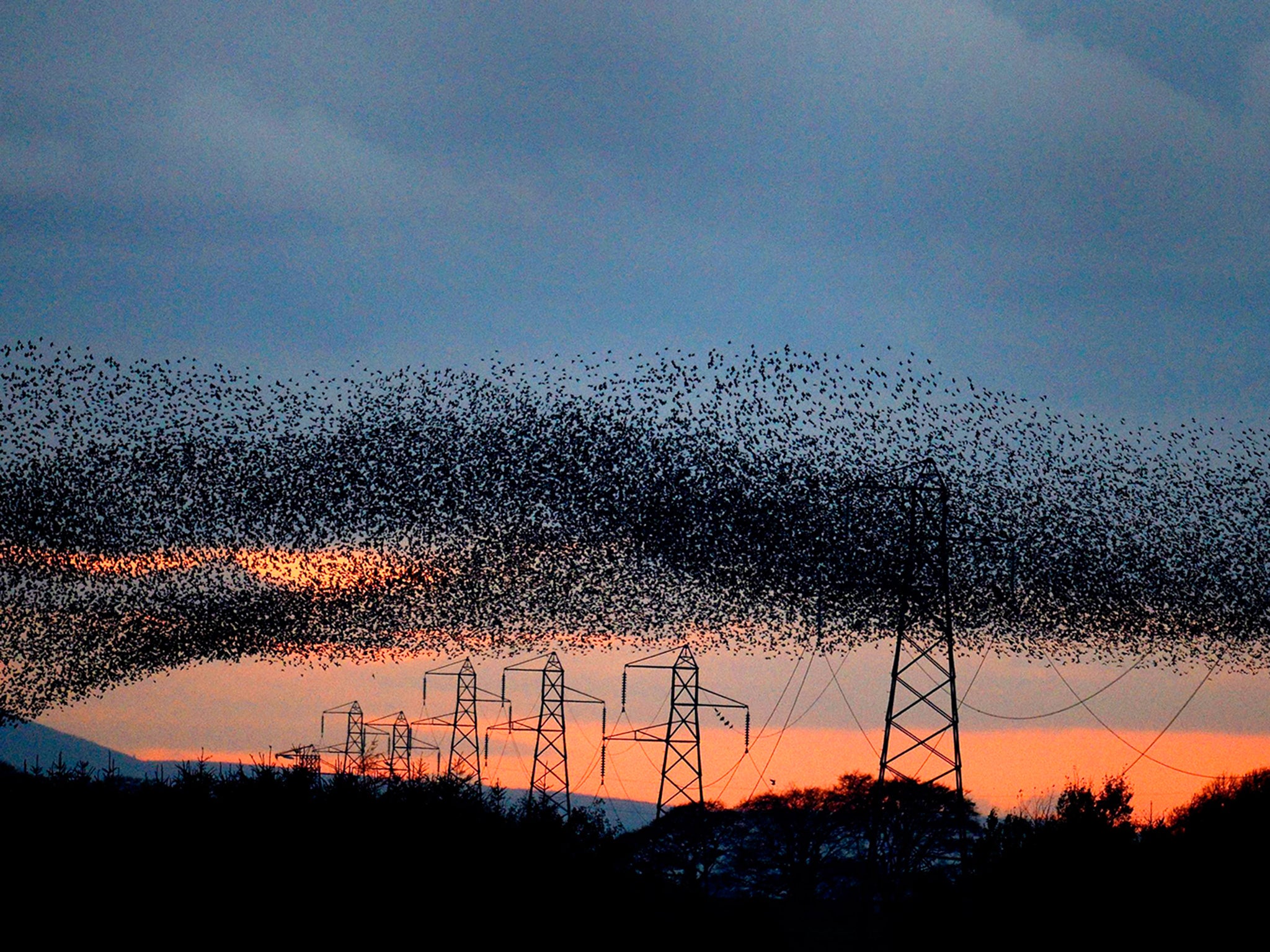 Tens of thousands of starlings start their murmuration, with Criffel mountain in the background, as dusk falls near Gretna Green on the England and Scotland border