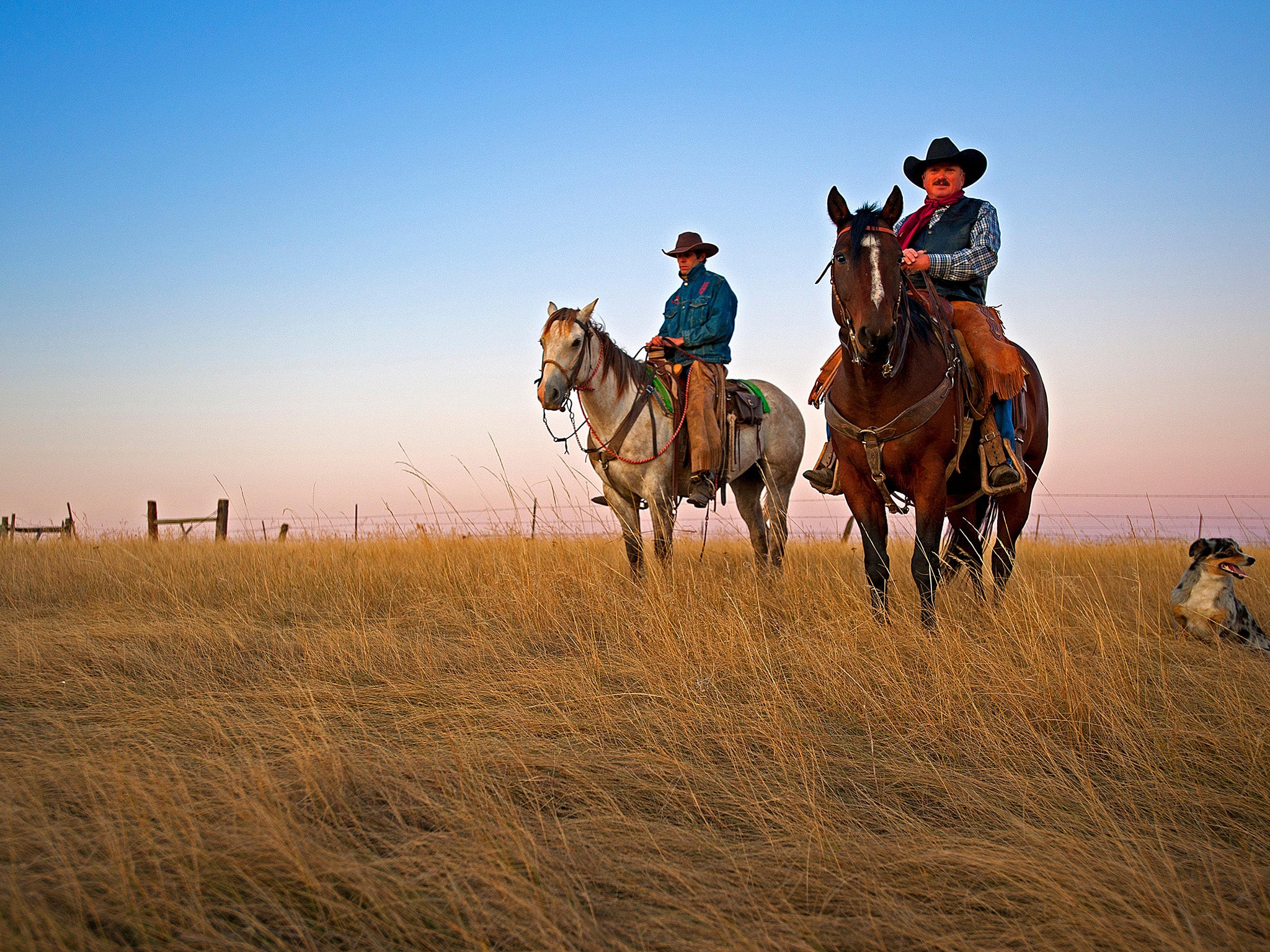 United States, South Dakota, Belle Fourche, ranch of Todd Larsen, sorting and branding the cattle