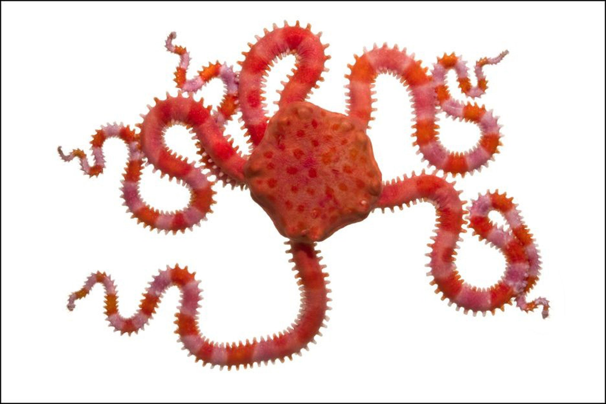 Pink Brittle Starfish