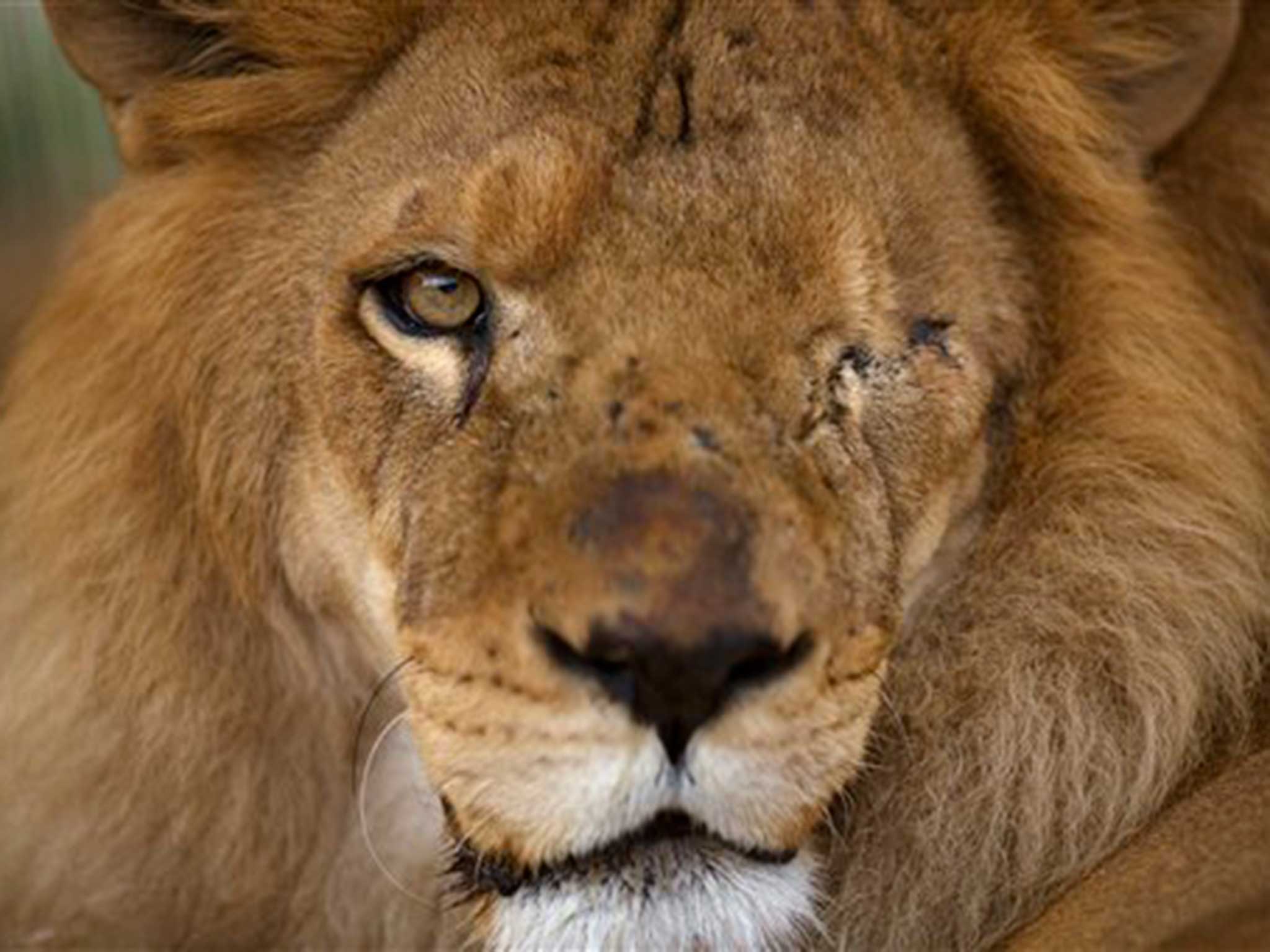 One of the rescued lions