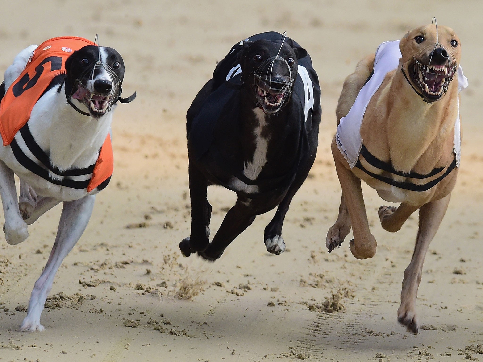 A general view of Greyhounds racing at Coral Romford Greyhound Stadium