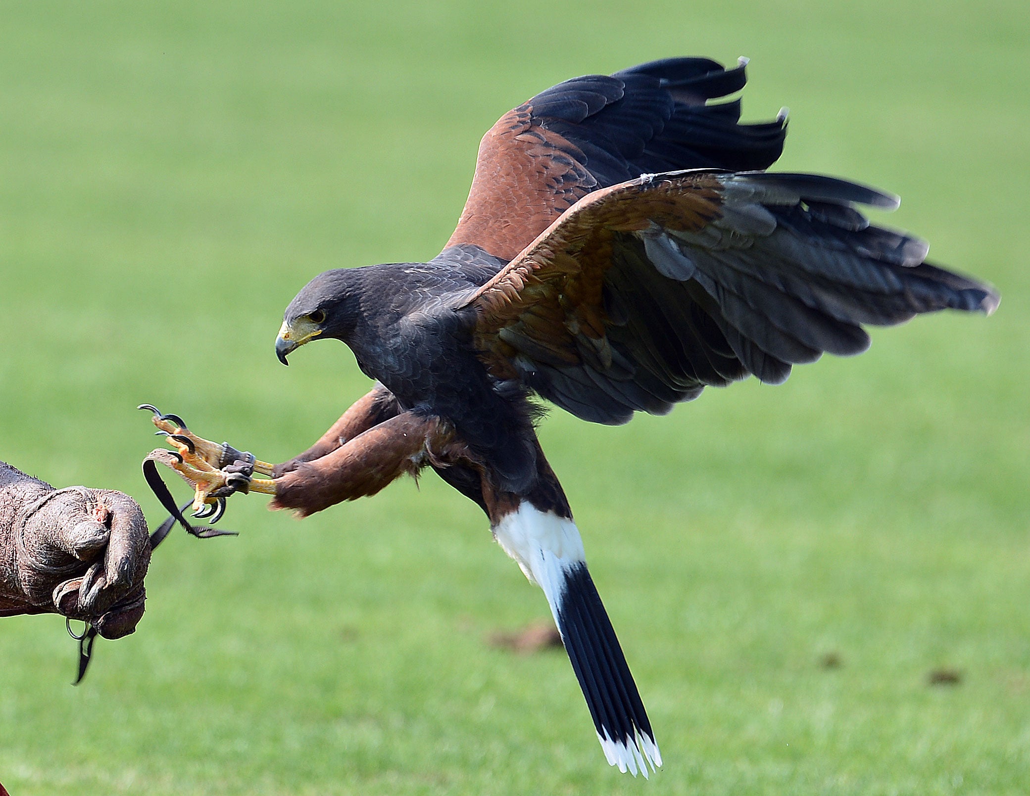 Falconry display