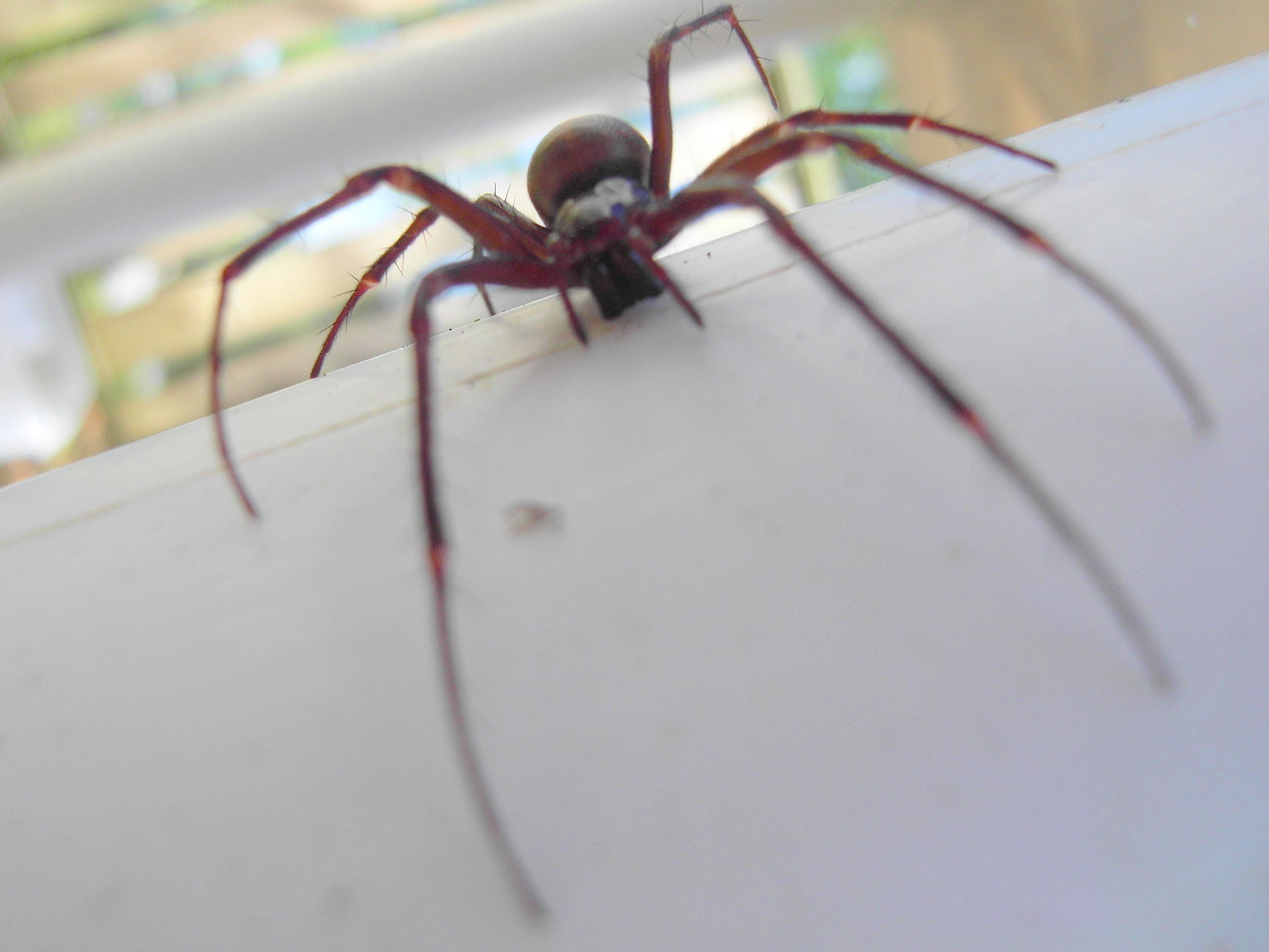 A false widow spider