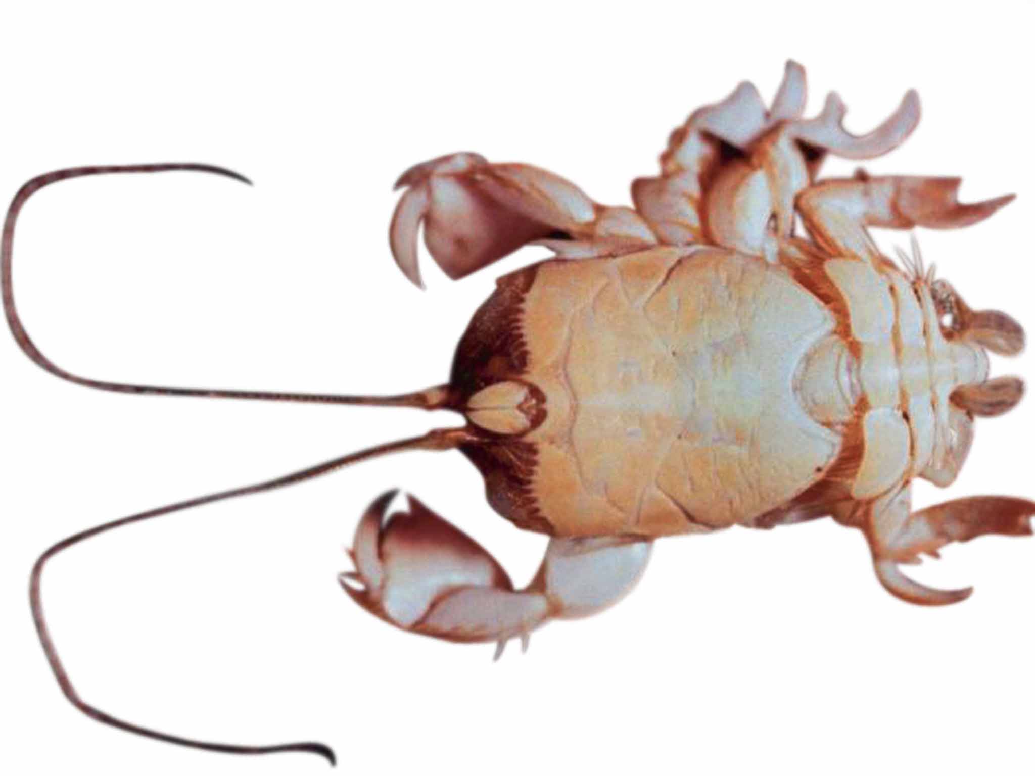 Albunea groeningi: A pale yellow sand crab named after the Simpsons creator Matt Groening