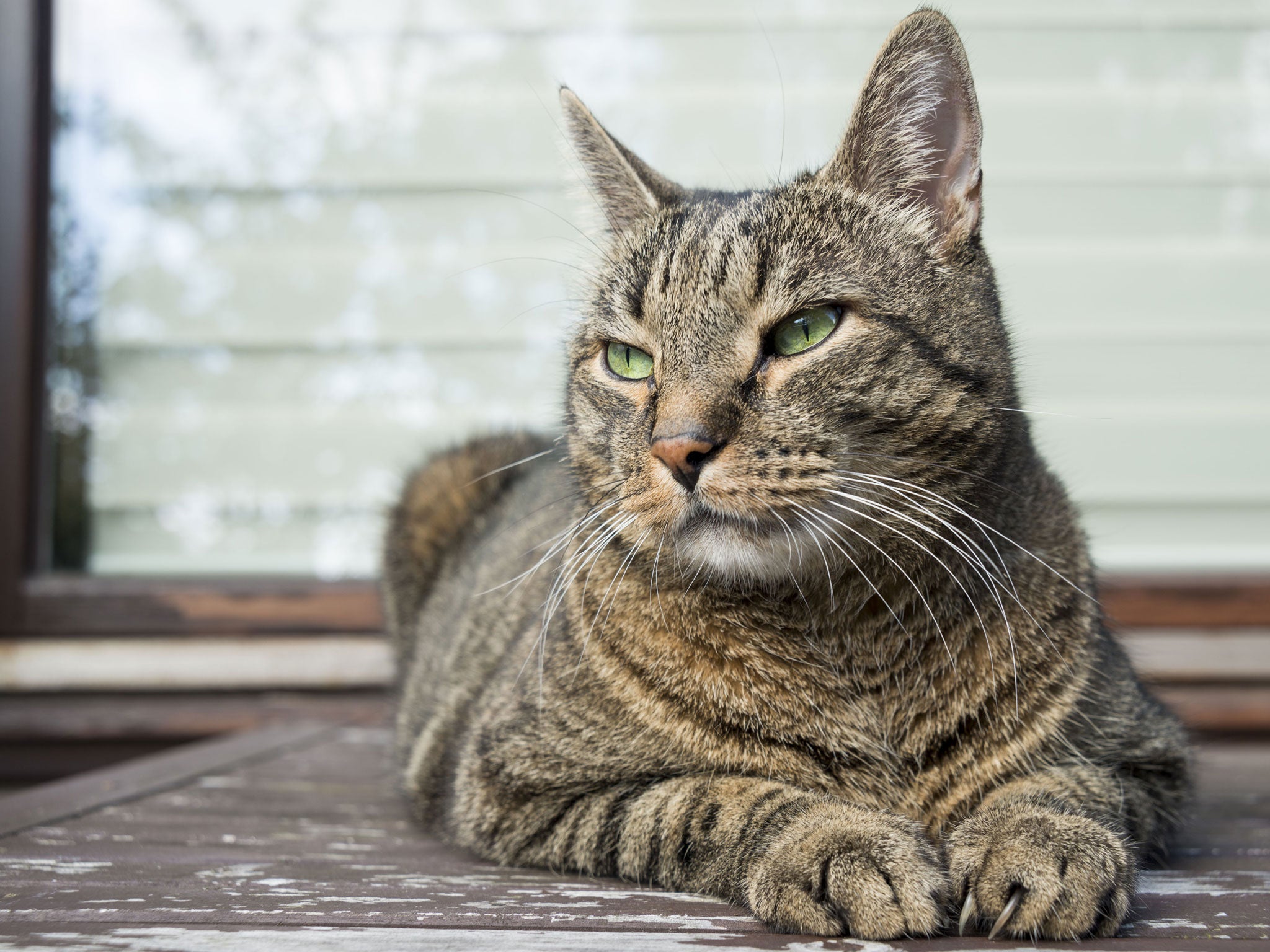 Outdoors cats are skilled hunters, and are at risk of catching disease, getting into fights, or being killed by a car