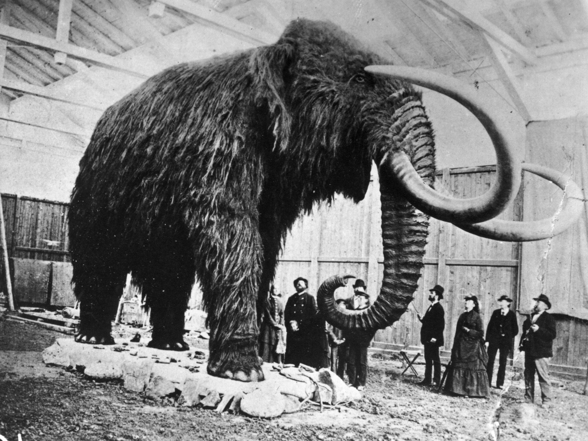 Scientists are divided about raising mammoths from the dead