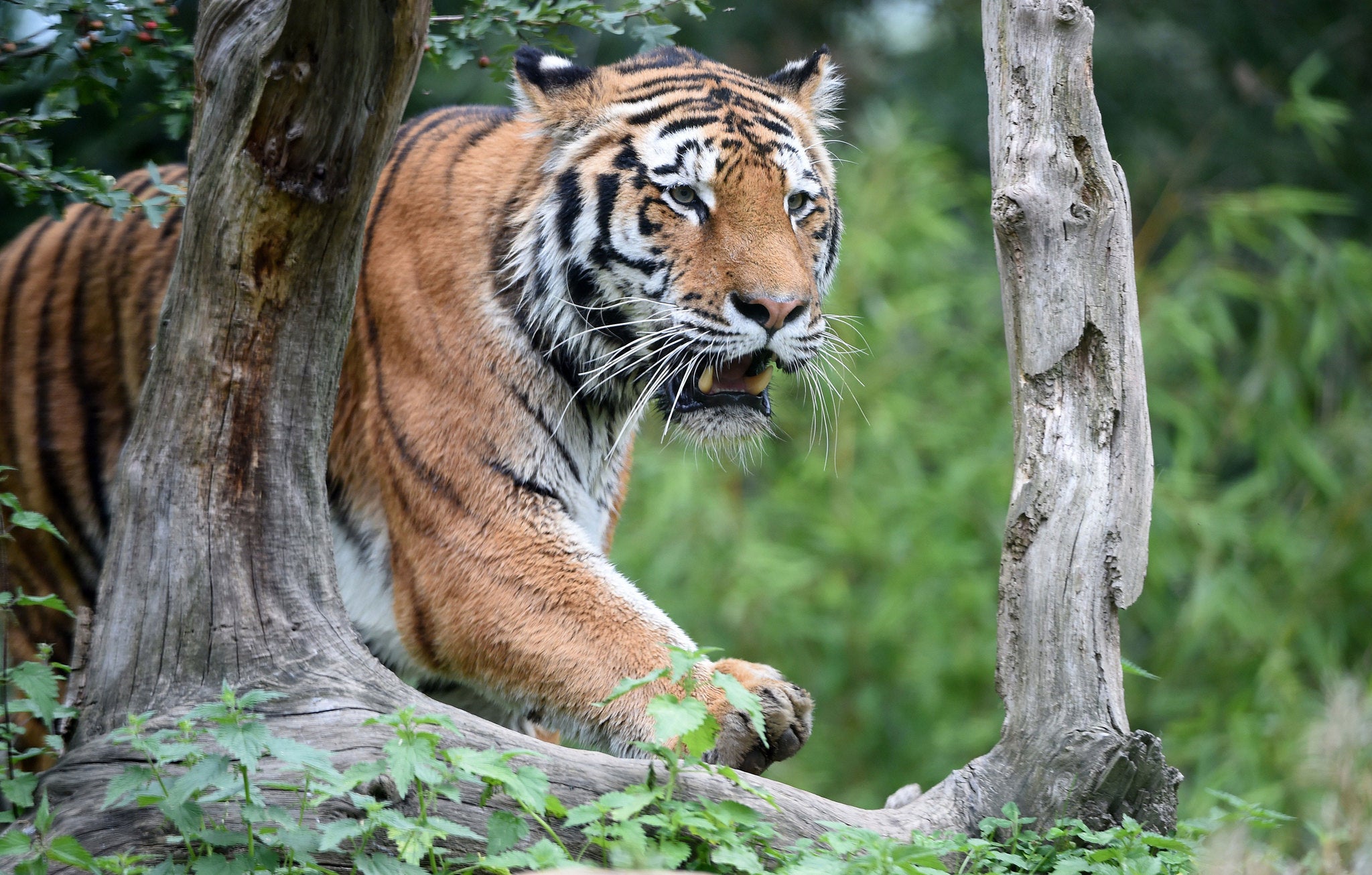 Bengal Tiger