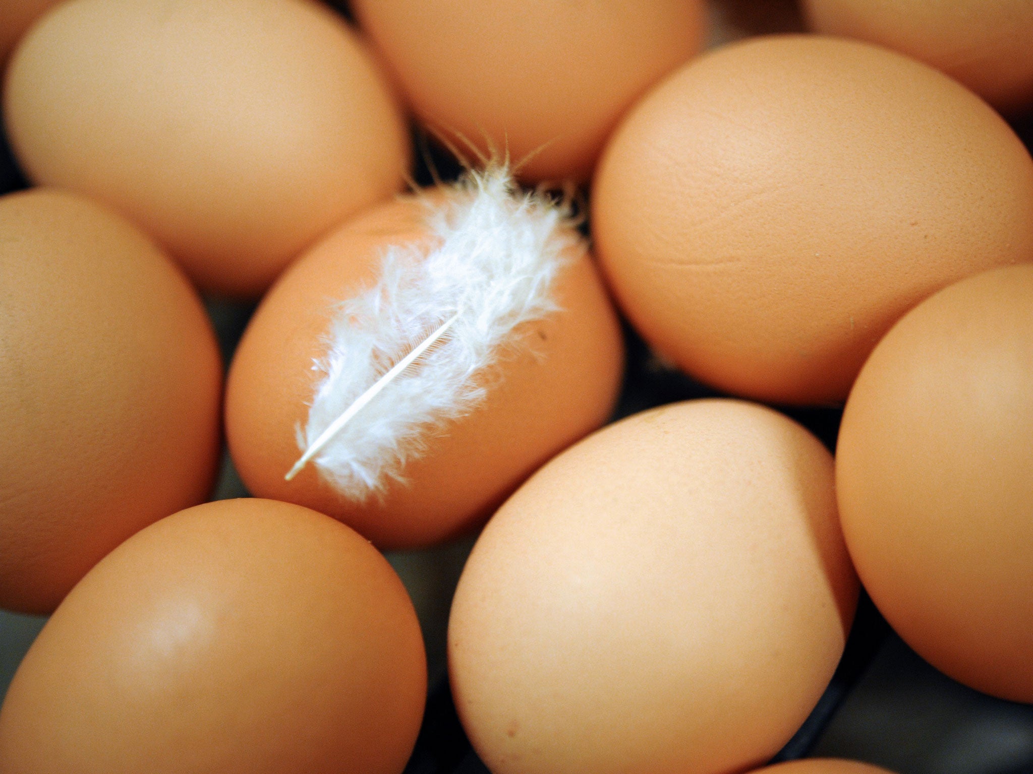 Poultry and eggs are thought to be behind the transmission of the disease