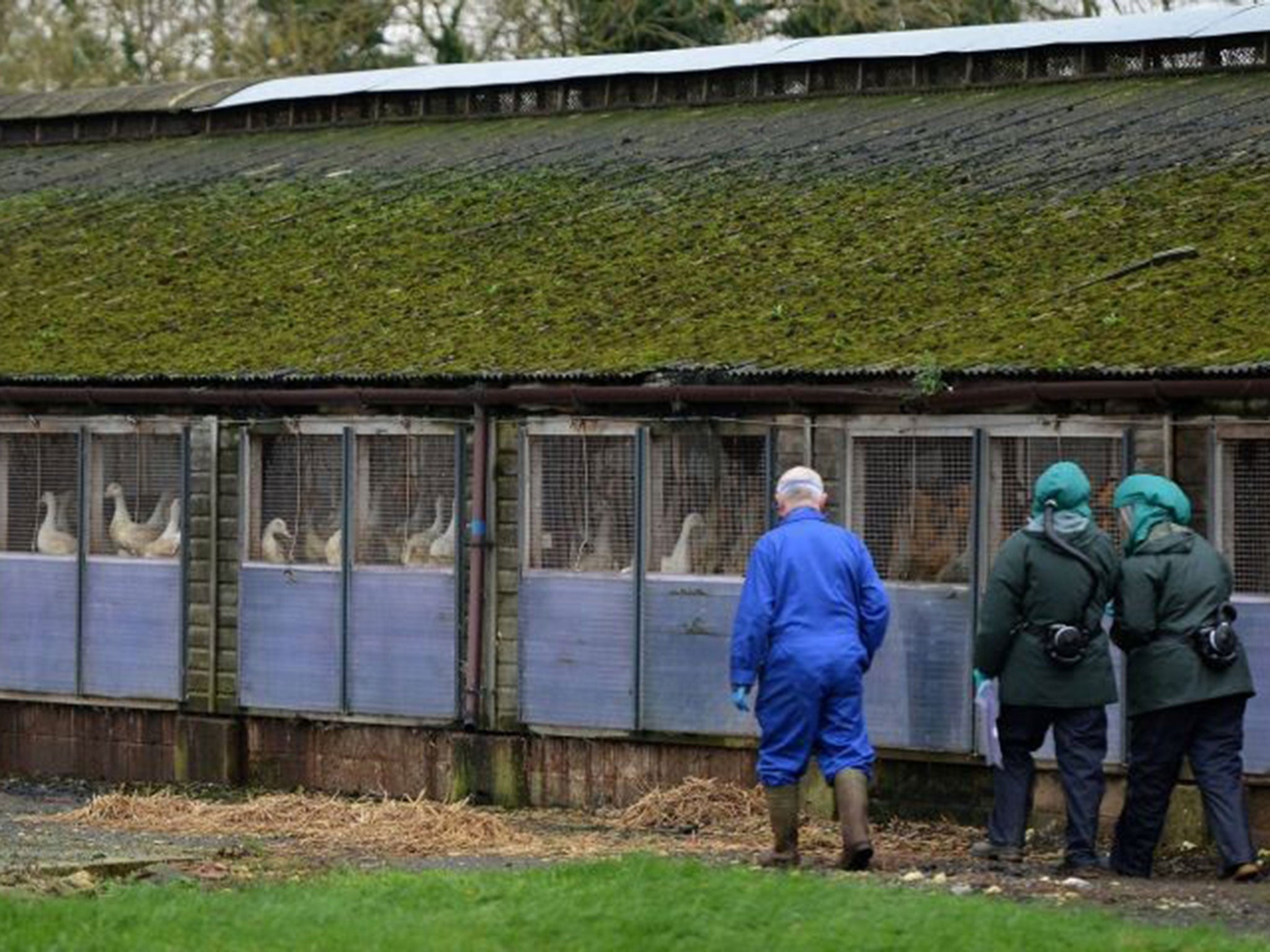 6,000 ducks will be culled following the outbreak