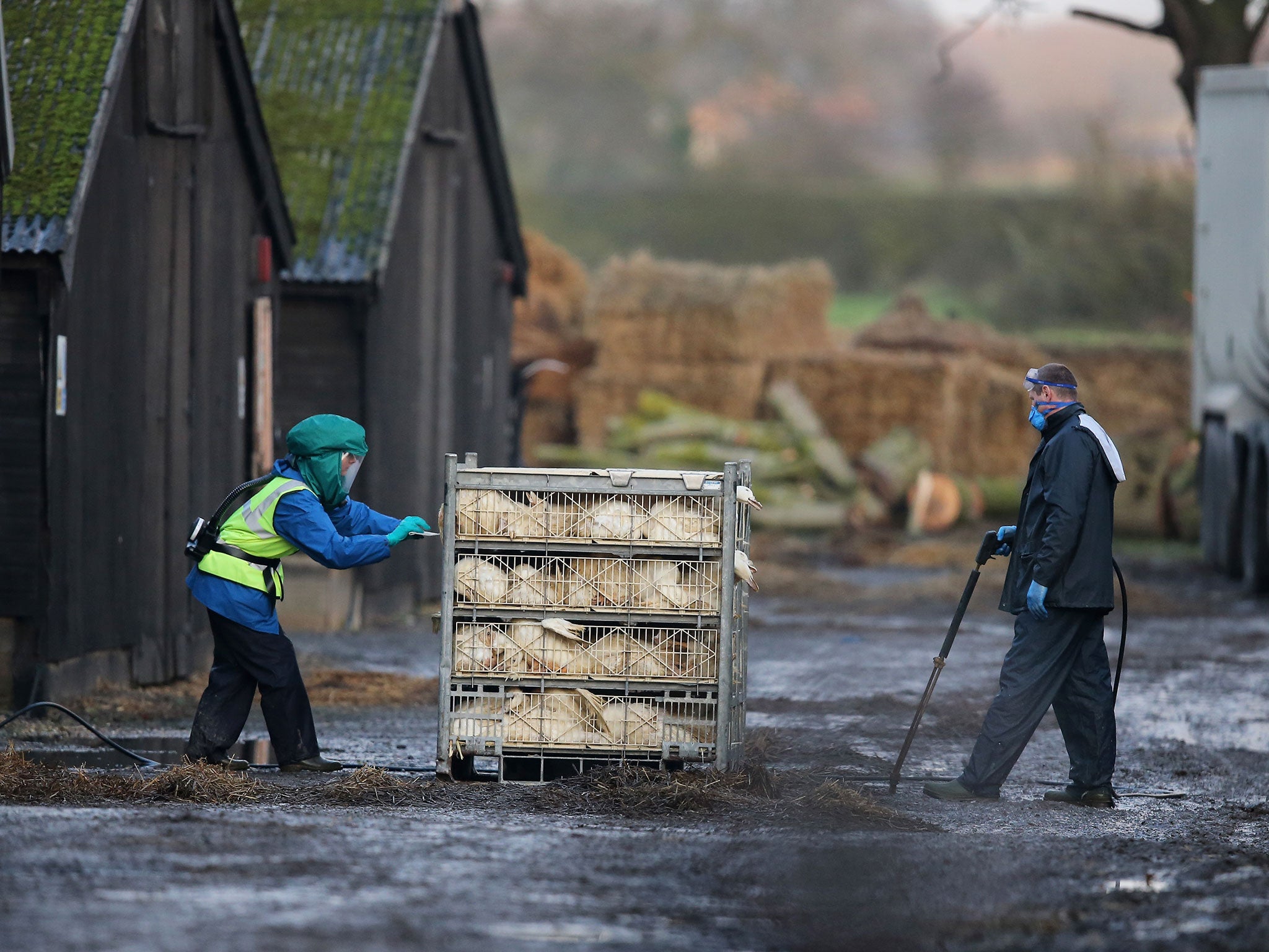 Officials from the Department for Environment Food &amp; Rural Affairs (DEFRA) dispose of culled ducks at a farm near Nafferton, East Yorkshire where a strain of bird flu has been confirmed in East Yorkshire